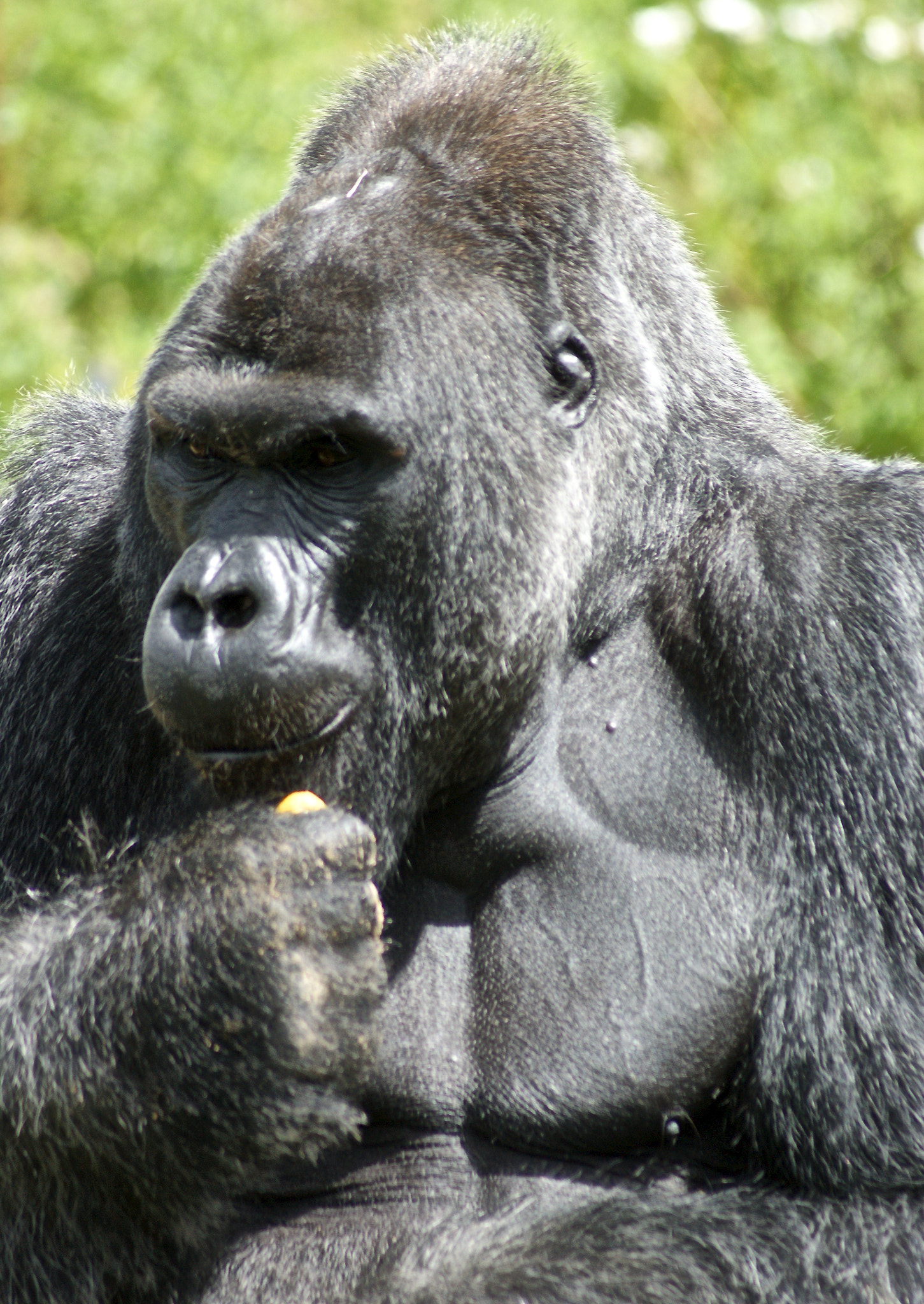 Sony Alpha DSLR-A380 sample photo. Gorillas at bristol zoo photography