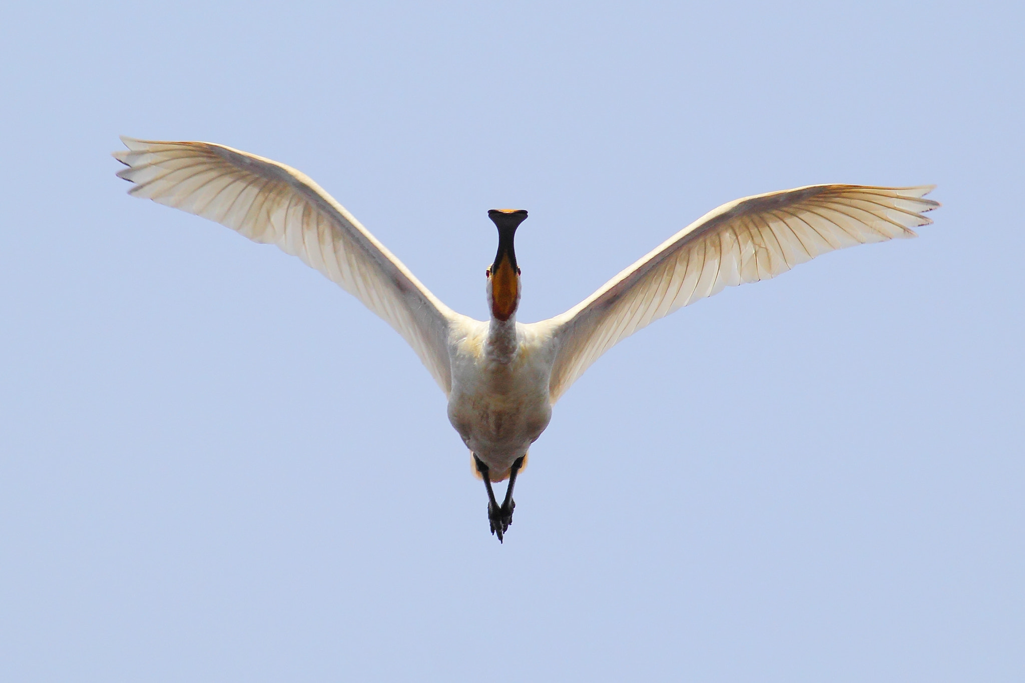 Canon EOS 60D + Canon EF 400mm F5.6L USM sample photo. Spoonbill is coming! photography