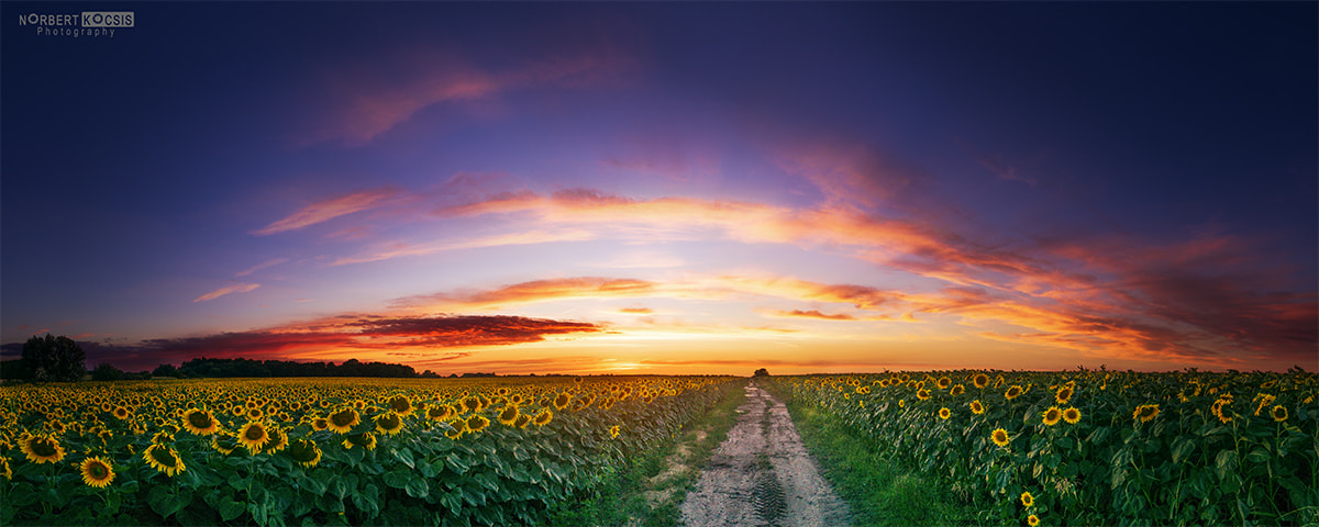 Sony Alpha NEX-6 + Sony E 16mm F2.8 sample photo. Sunflower photography