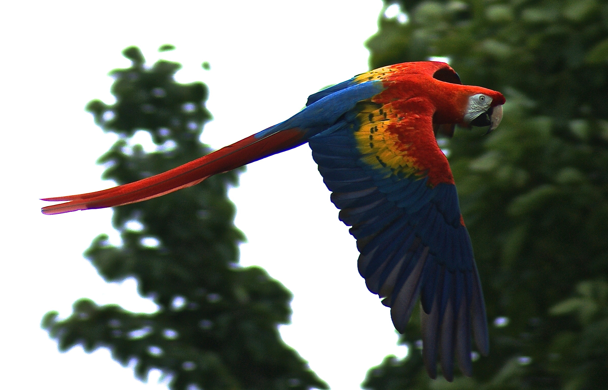 Sony Alpha DSLR-A380 sample photo. Parrot at bristol zoo photography