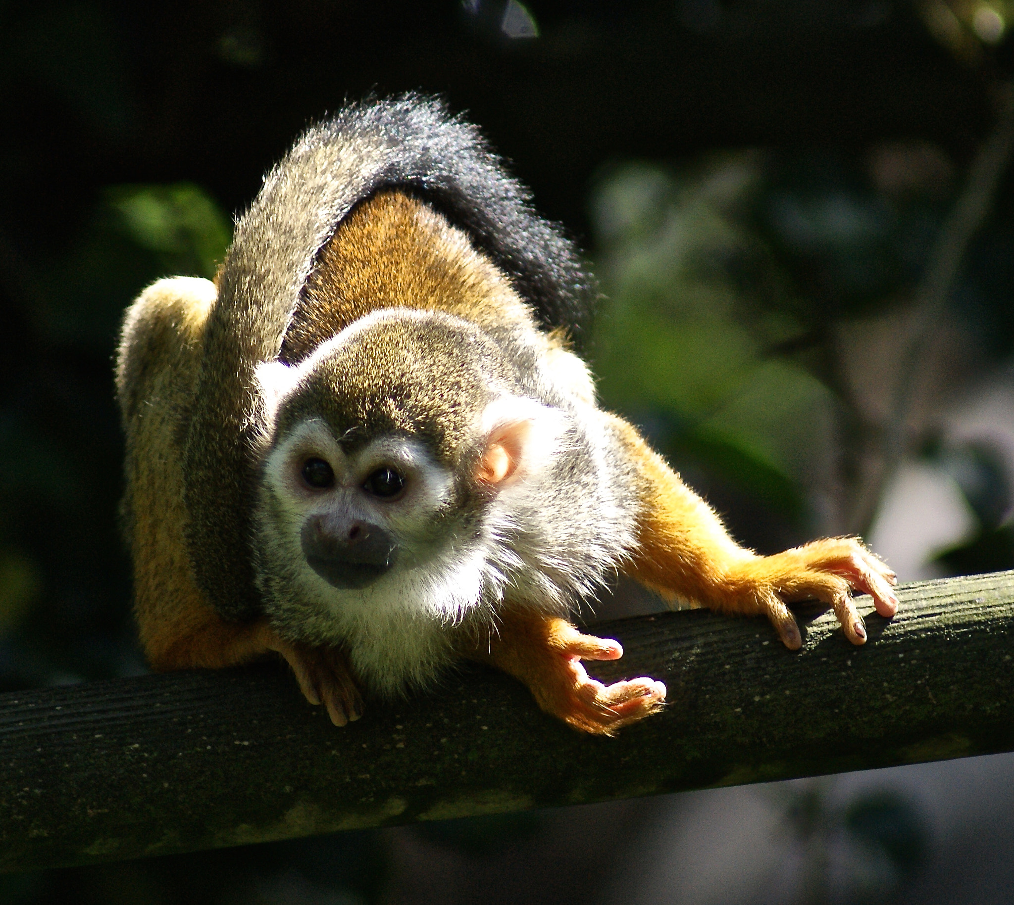 Sony Alpha DSLR-A380 sample photo. Bristol zoo photography