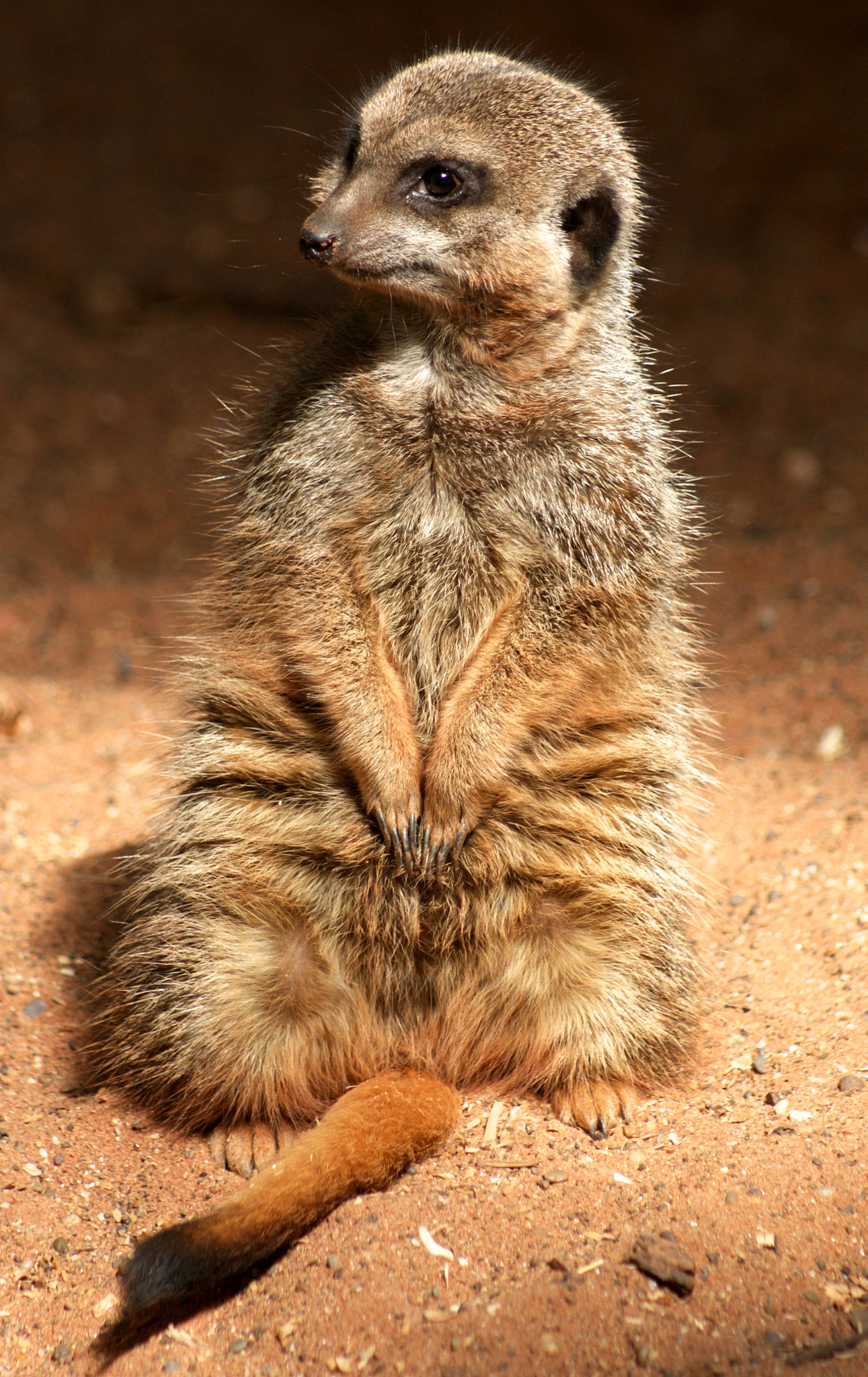 Sony Alpha DSLR-A380 sample photo. Bristol zoo photography