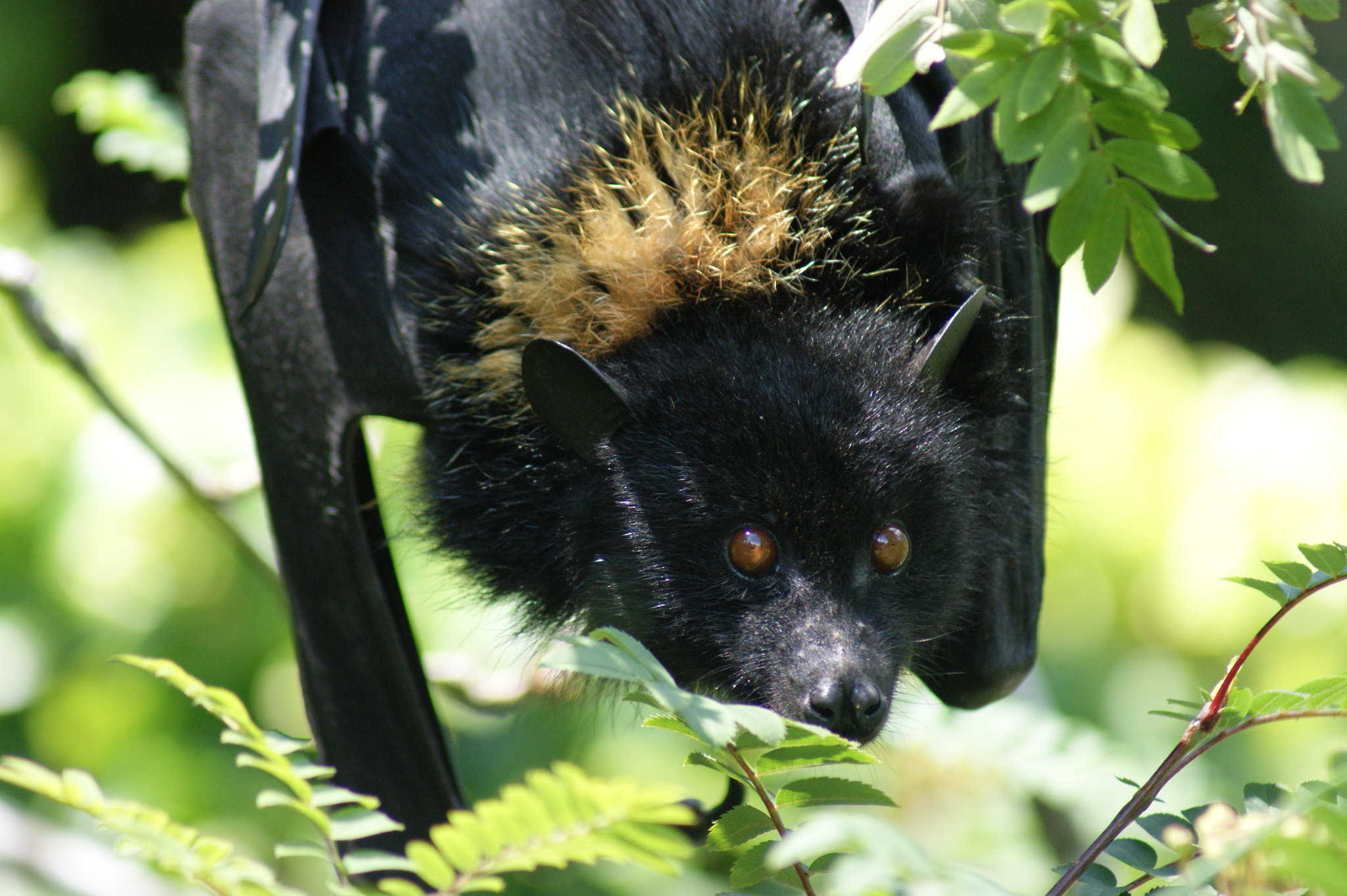 Sony Alpha DSLR-A380 sample photo. Bristol zoo photography