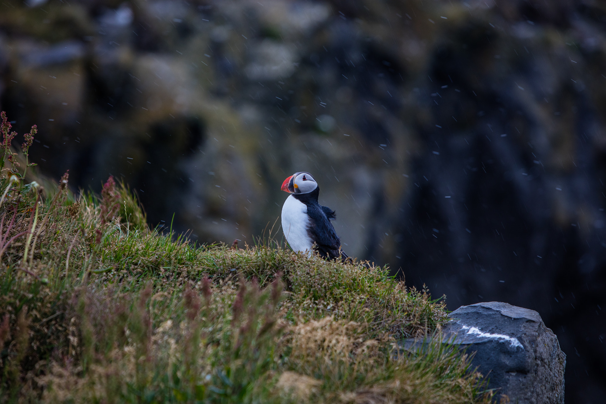 Canon EOS 5DS R sample photo. Puffin in the rain photography