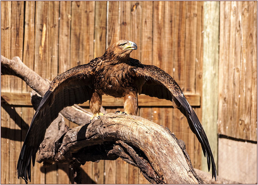 Nikon D300 + Nikon AF-S DX Nikkor 55-200mm F4-5.6G VR sample photo. Tawny eagle photography