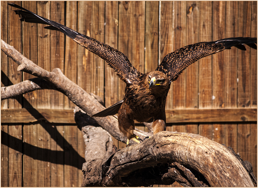 Nikon D300 + Nikon AF-S DX Nikkor 55-200mm F4-5.6G VR sample photo. Tawny eagle photography