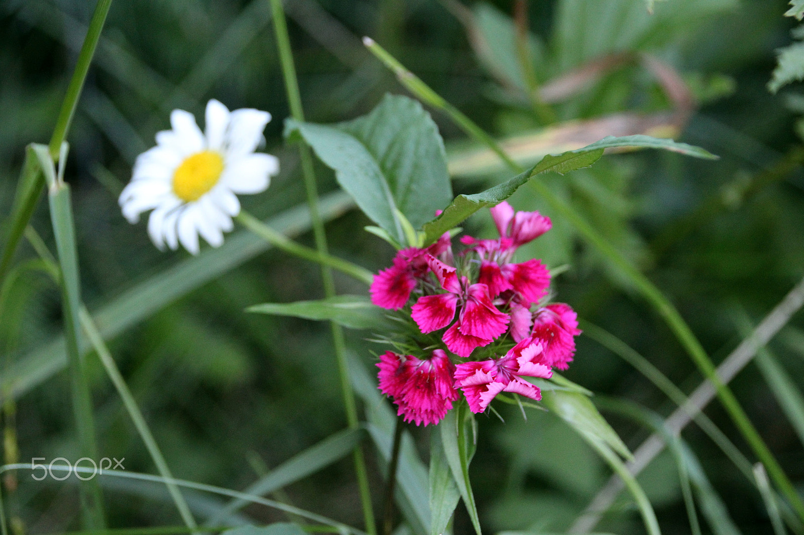 Sigma 18-250mm F3.5-6.3 DC OS HSM sample photo. Summer flowers michigan photography