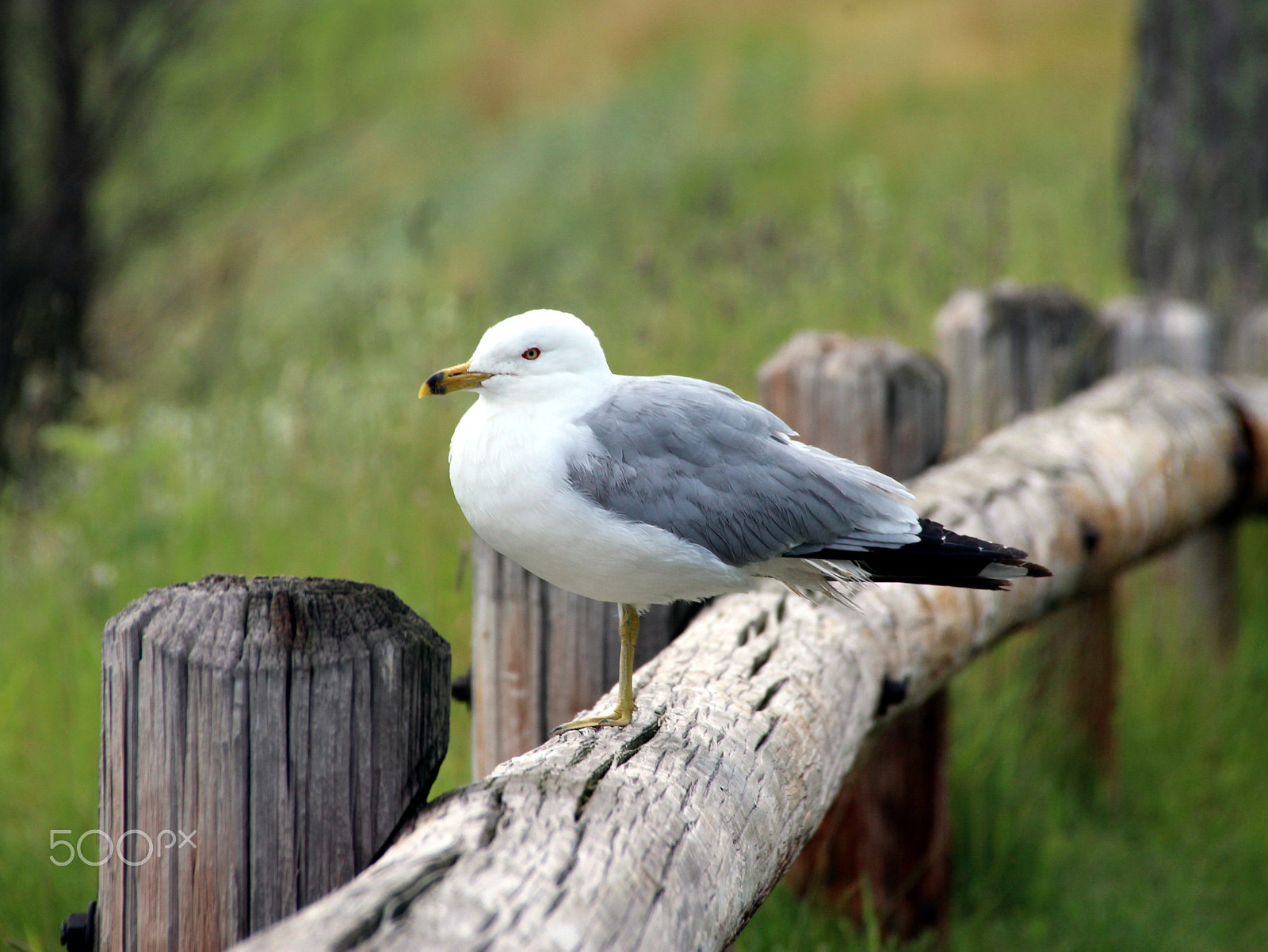 Sigma 18-250mm F3.5-6.3 DC OS HSM sample photo. Seagull marquette harbor photography
