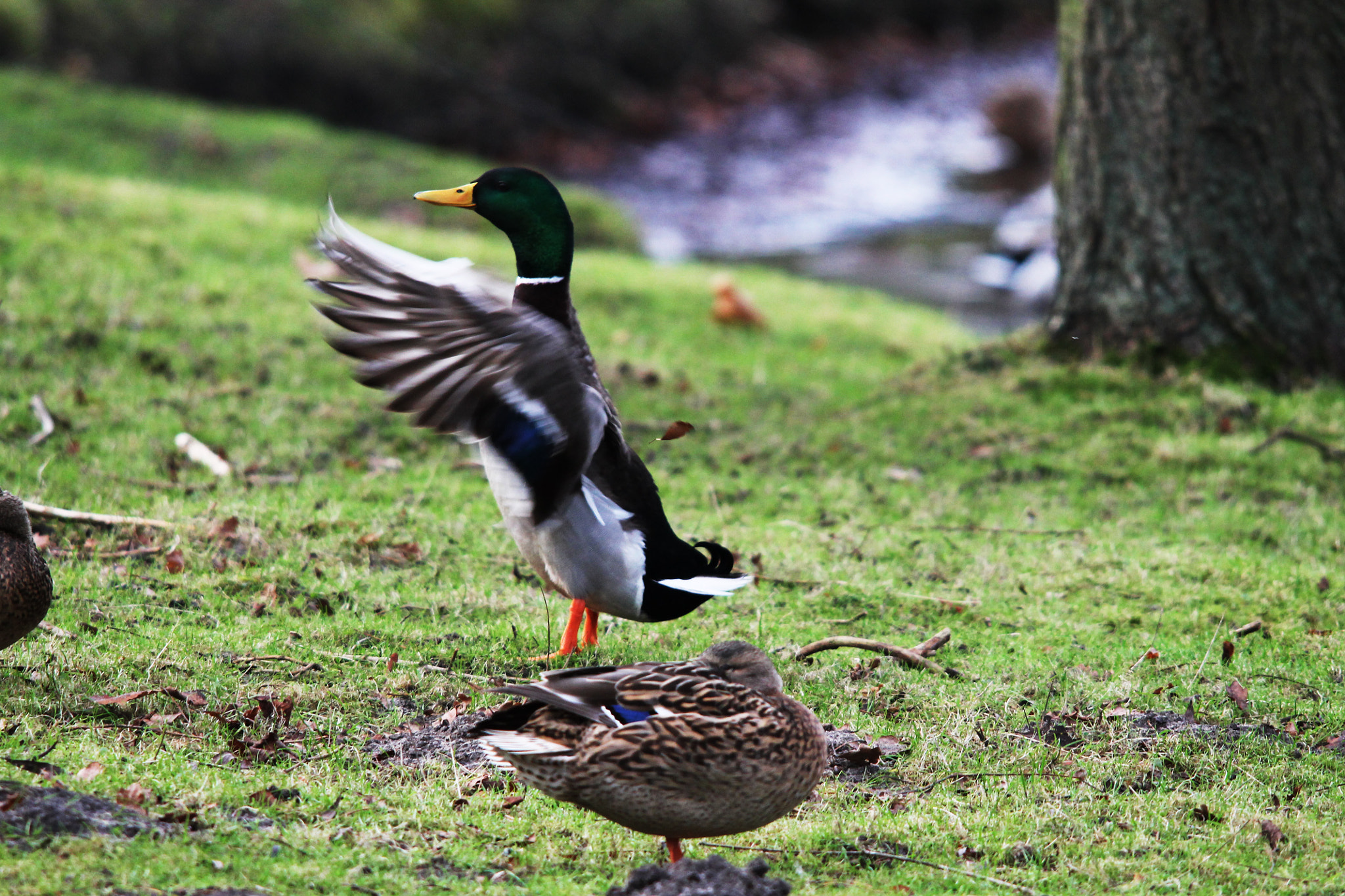 Sigma 150-500mm F5-6.3 DG OS HSM sample photo. Showing the wings photography