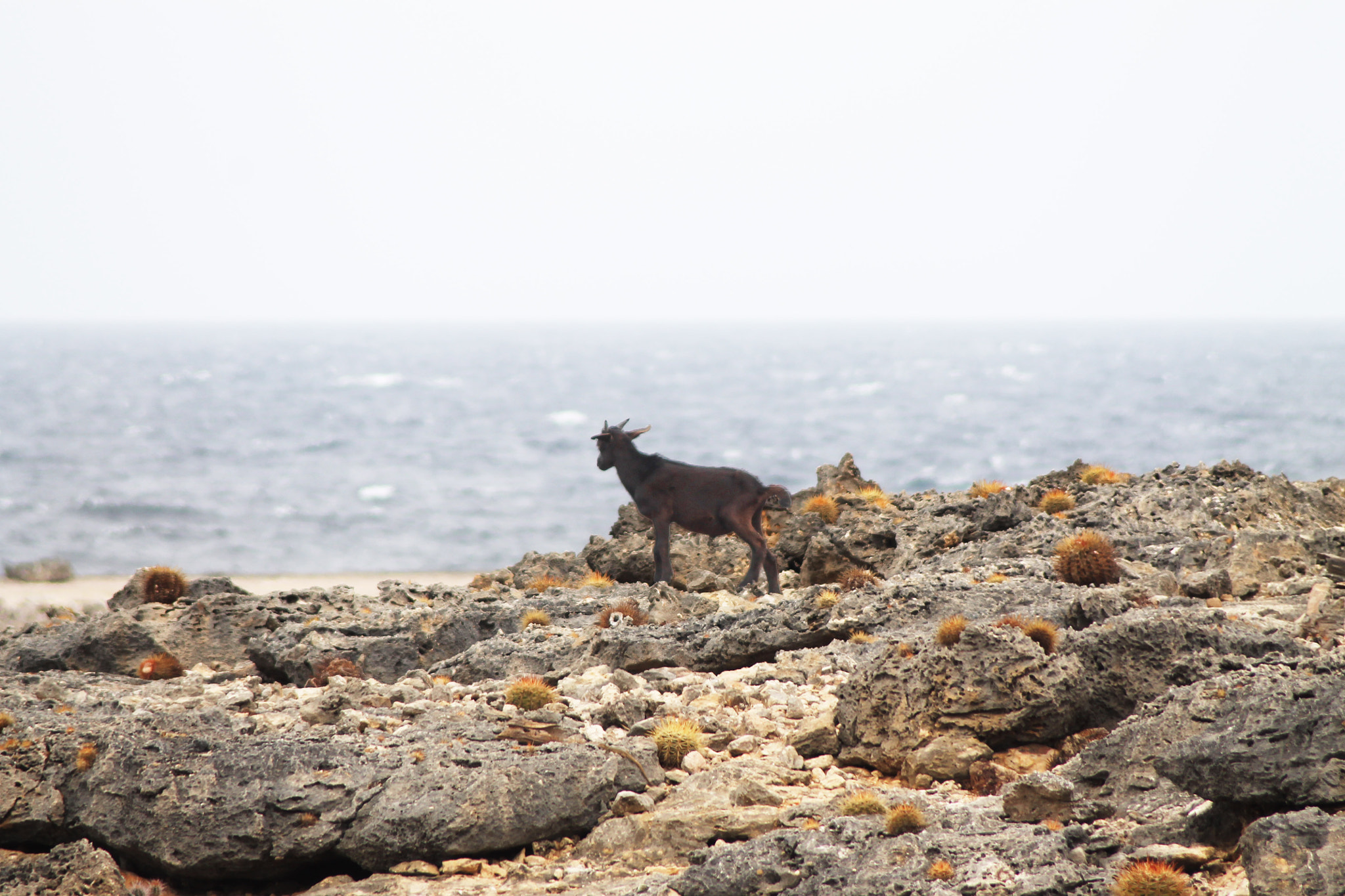 Canon EOS 1100D (EOS Rebel T3 / EOS Kiss X50) + Canon EF 80-200mm F4.5-5.6 II sample photo. Goat by the sea photography