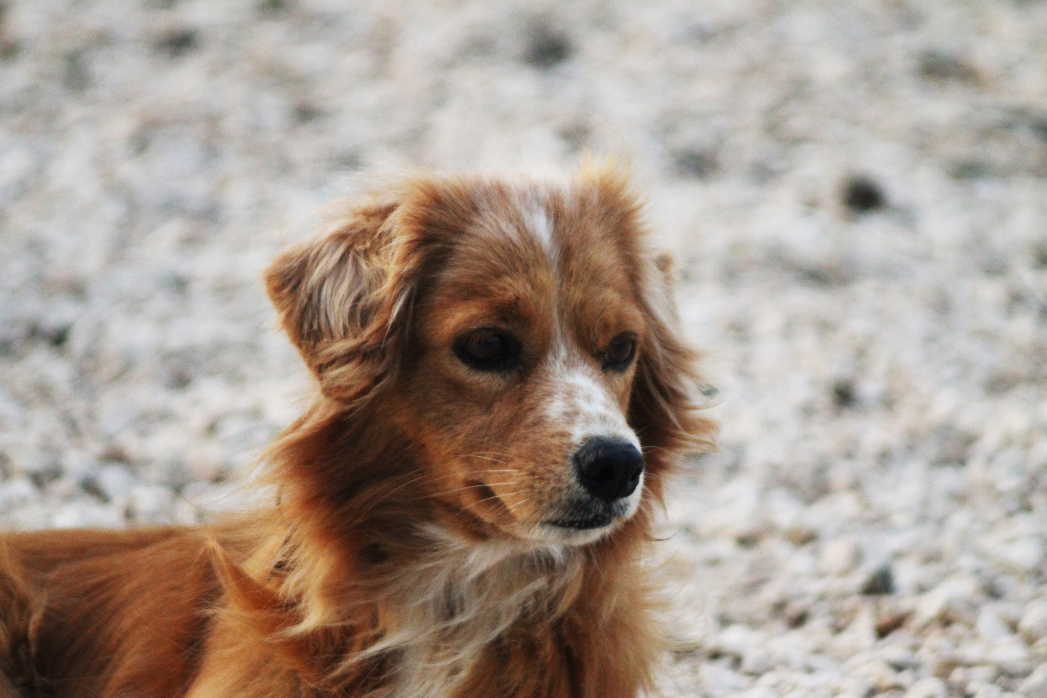 Canon EOS 1100D (EOS Rebel T3 / EOS Kiss X50) + Canon EF 80-200mm F4.5-5.6 II sample photo. Dog in the wind photography