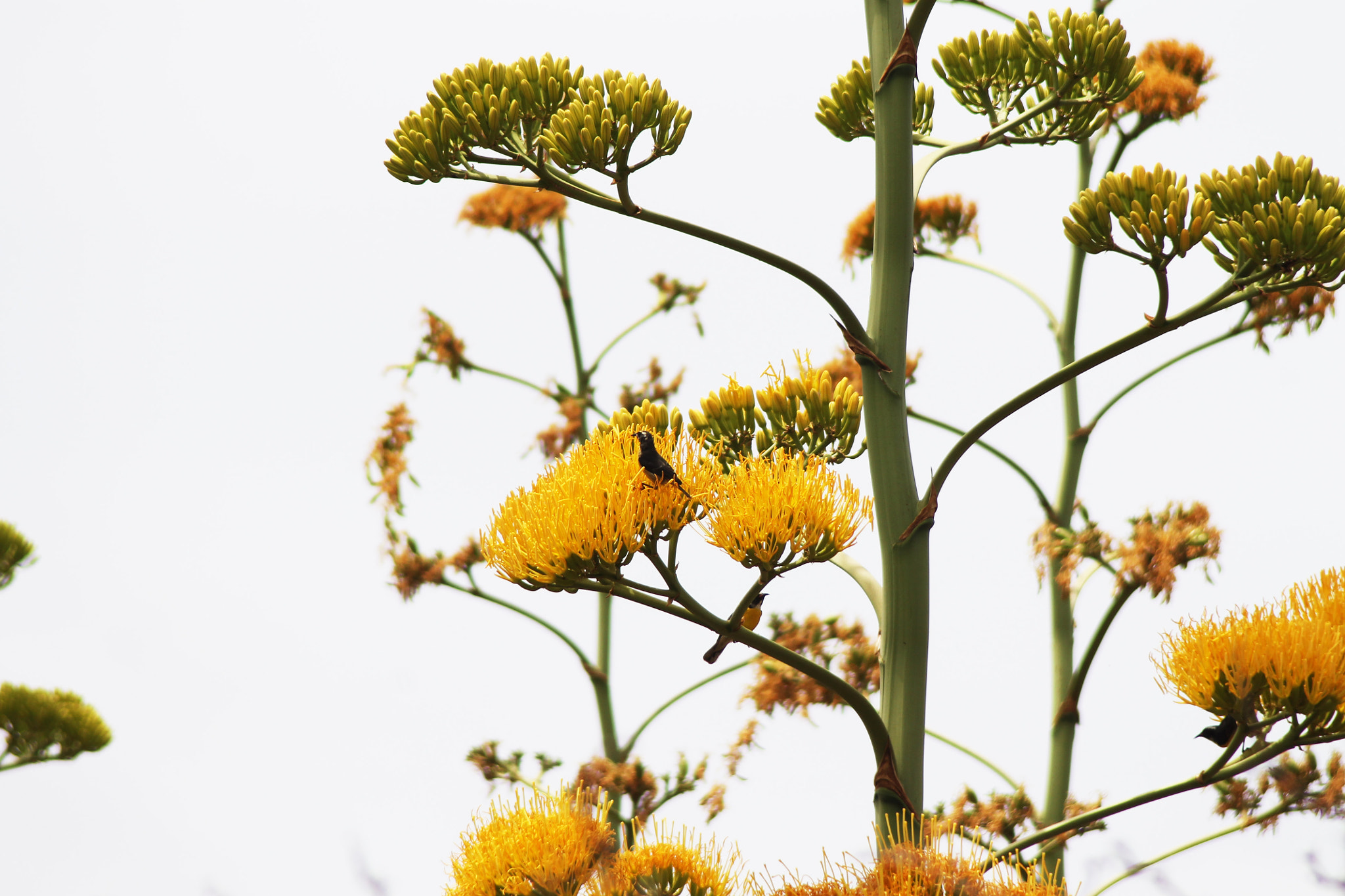 Canon EF 80-200mm F4.5-5.6 II sample photo. Birds and flowers photography