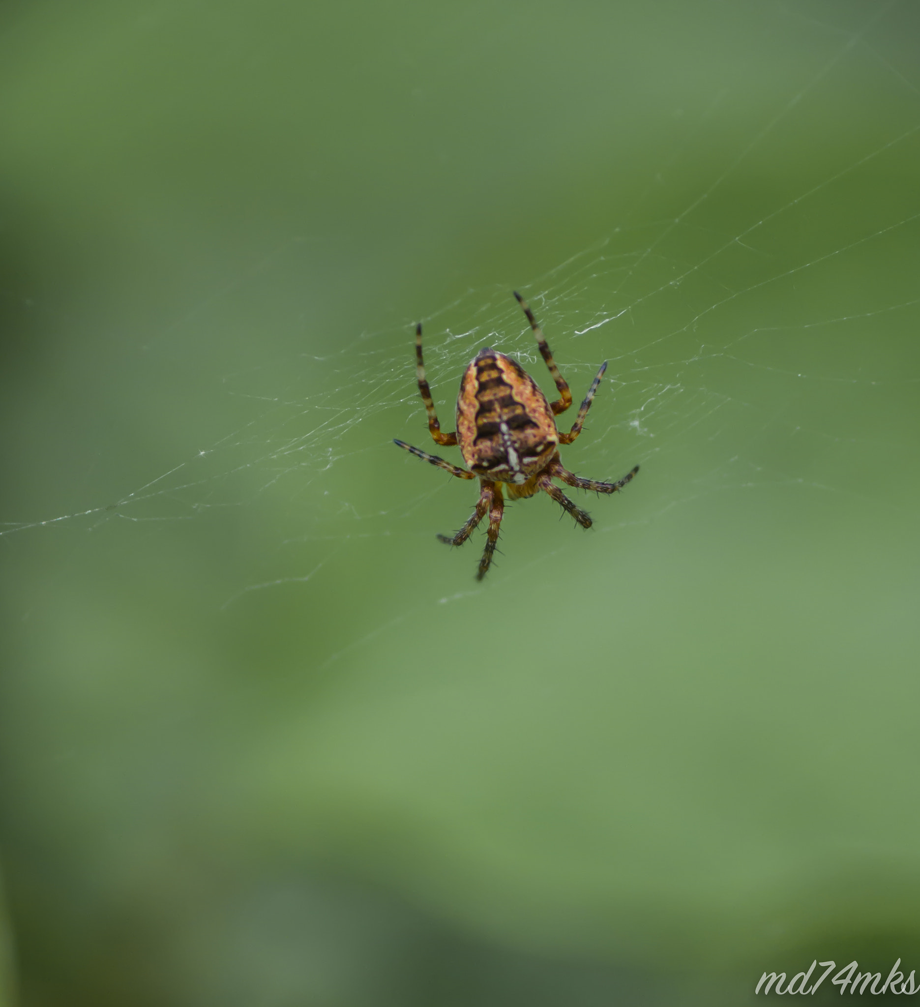Tamron SP AF 90mm F2.8 Di Macro sample photo. Imgp0069.jpg photography