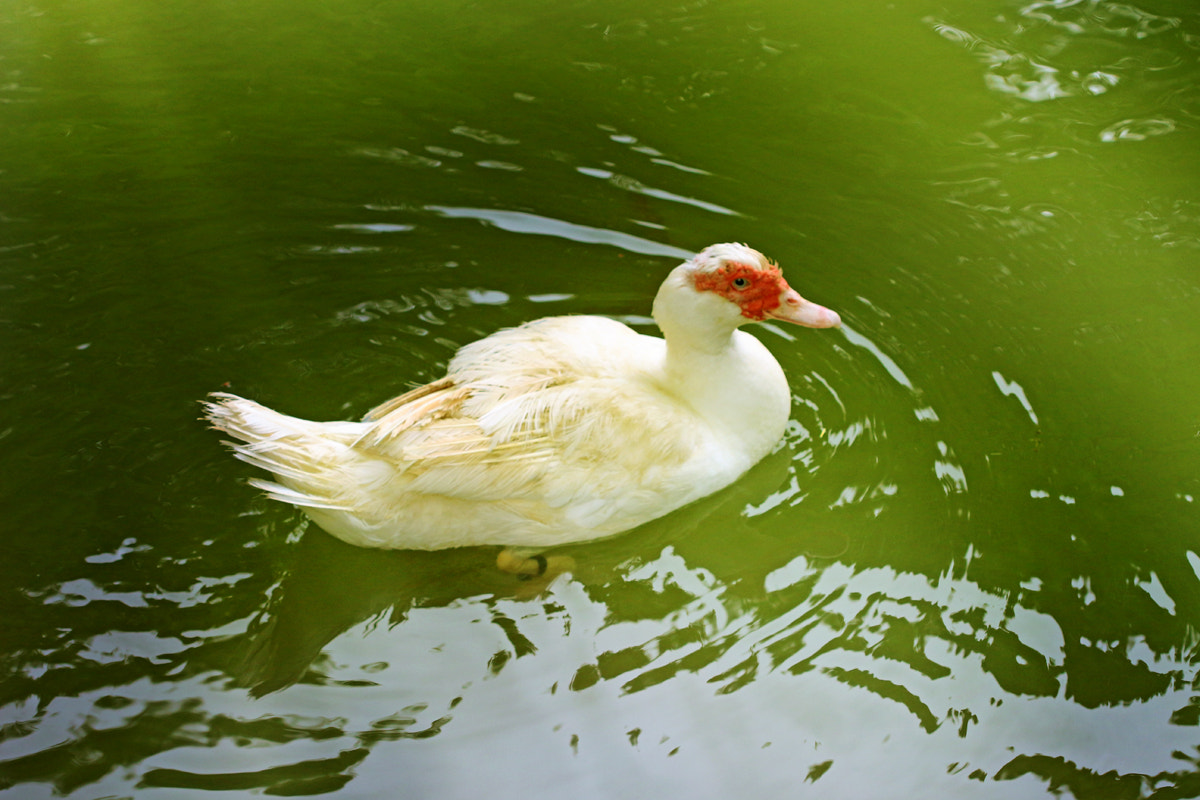 Canon EF 100mm F2.8 Macro USM sample photo. Duck photography