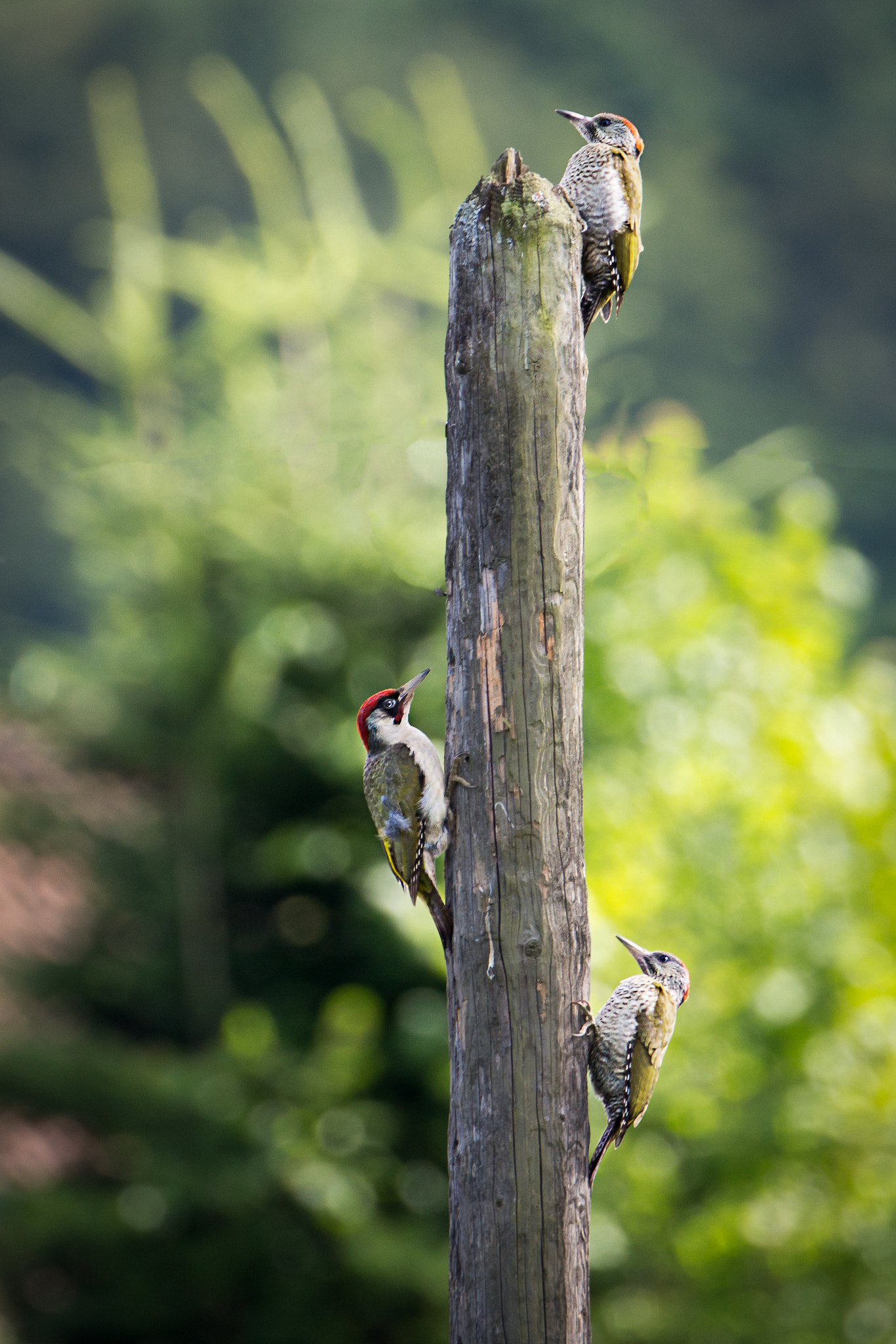 Tamron SP 150-600mm F5-6.3 Di VC USD sample photo. La famille pic vert reunie photography