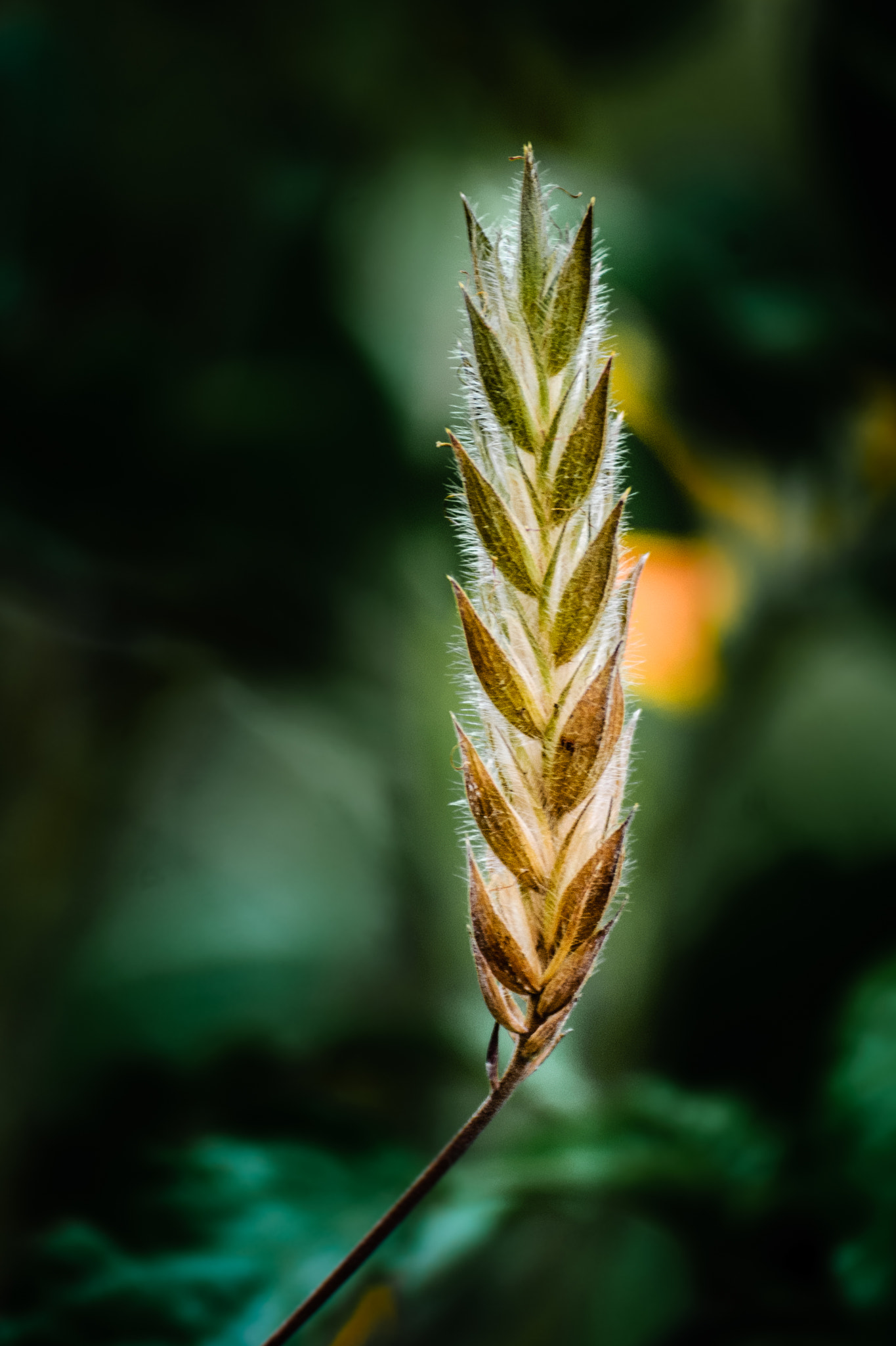 Nikon D40X sample photo. Dried photography