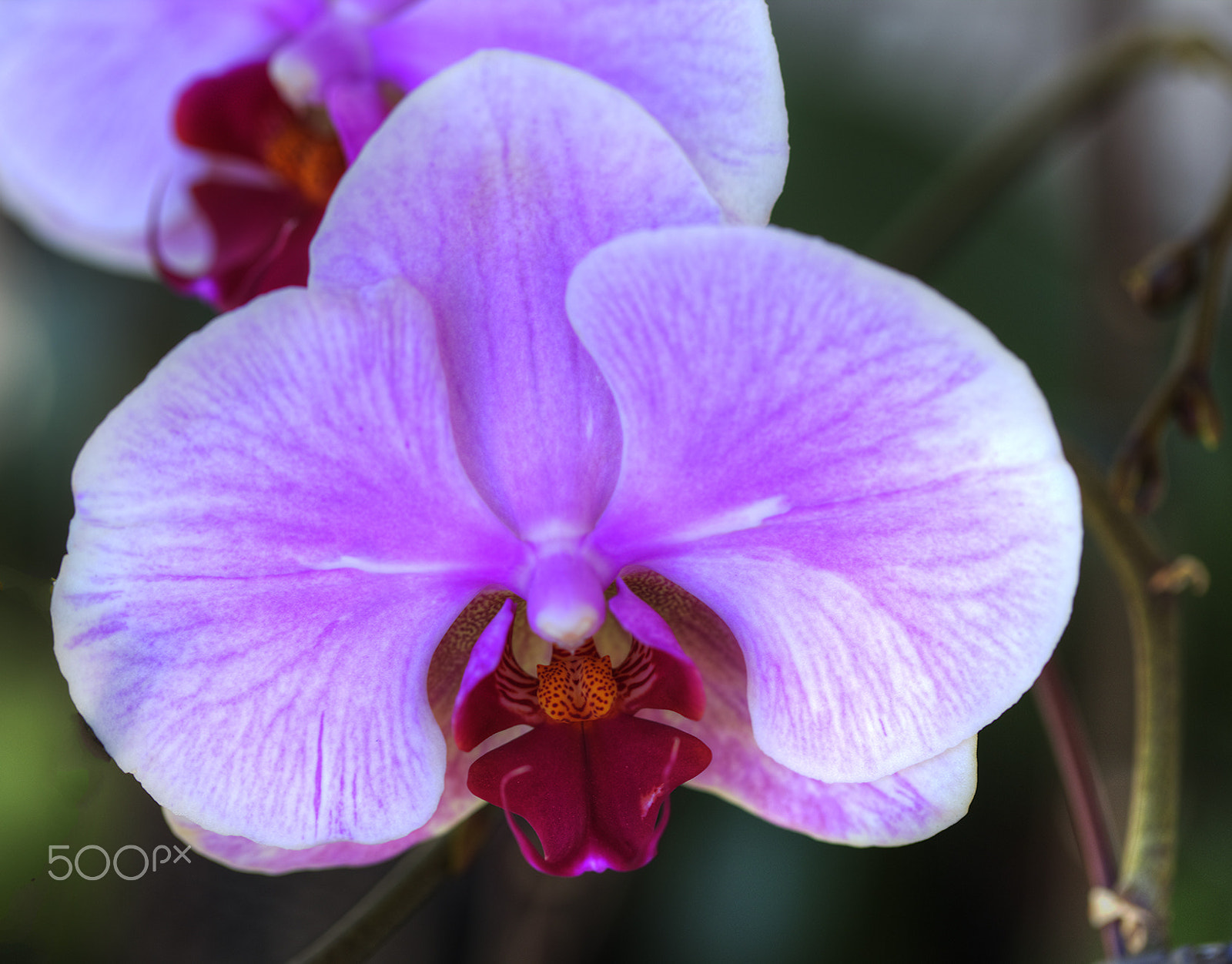 Canon EOS 5DS + Canon EF 100mm F2.8L Macro IS USM sample photo