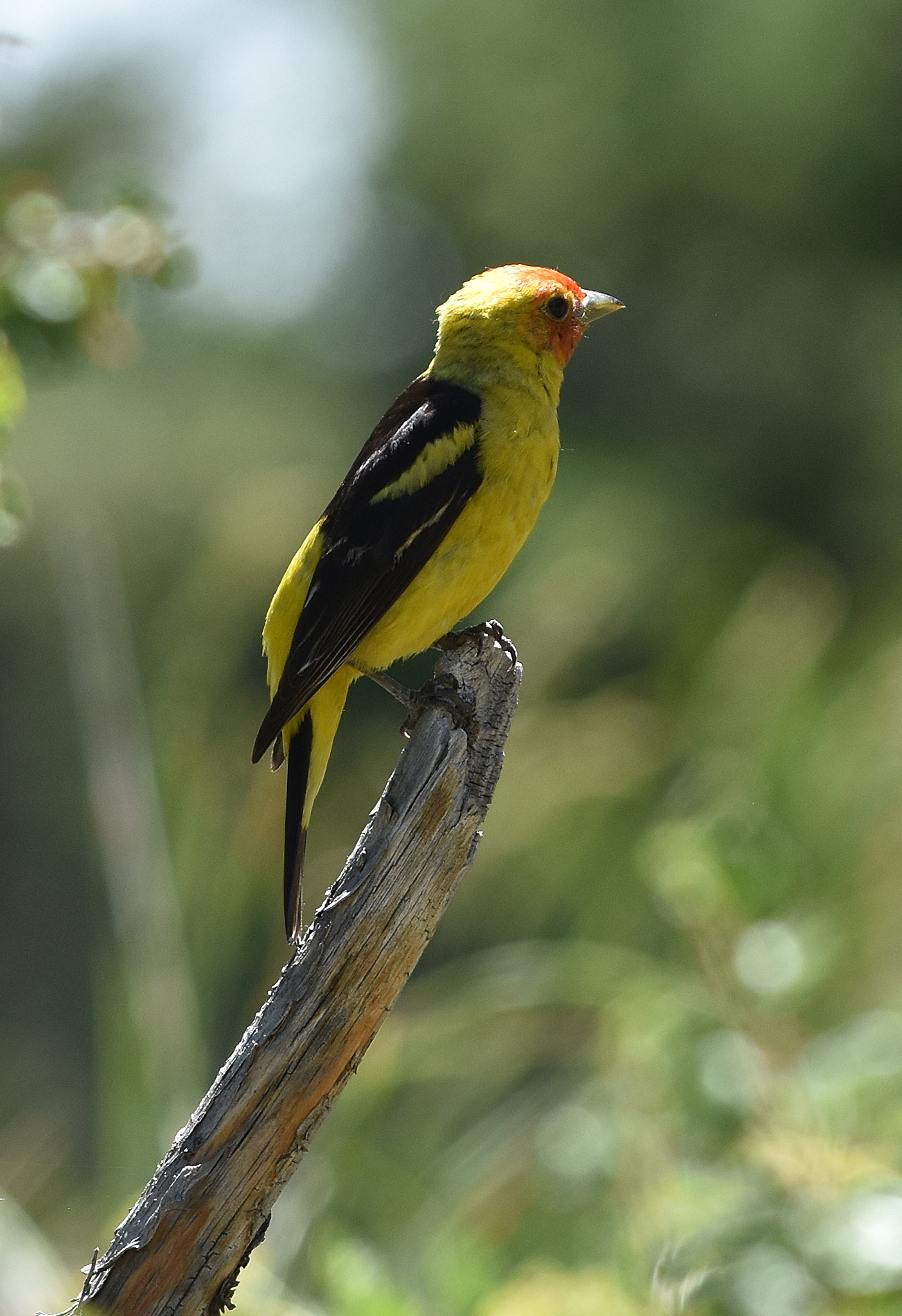 Nikon AF-S Nikkor 70-200mm F4G ED VR sample photo. Western tanager photography