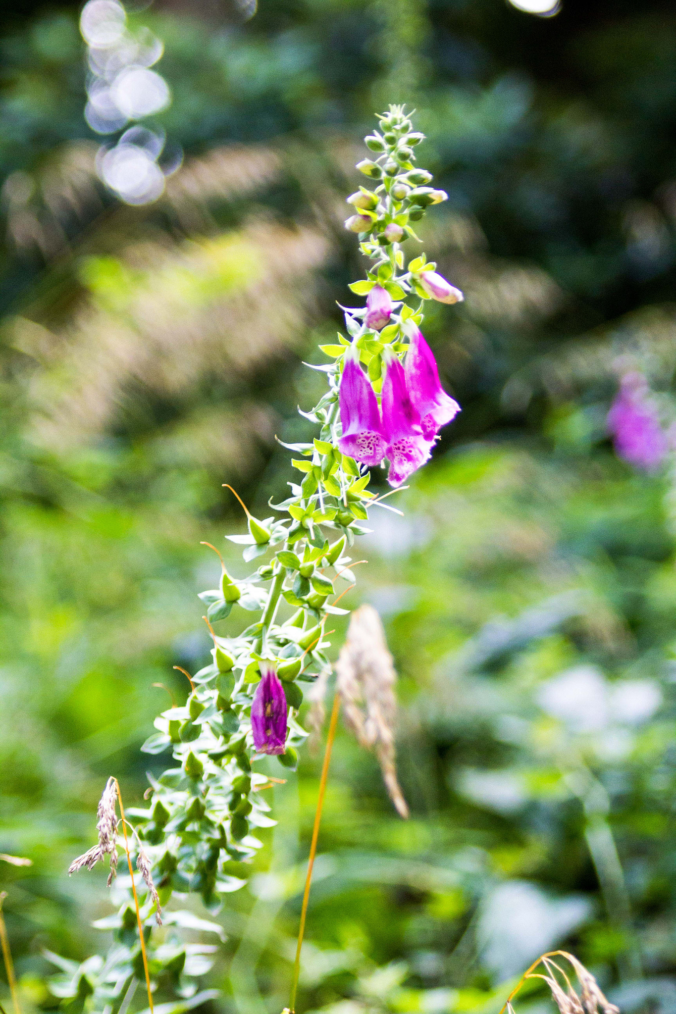 Canon EF 75-300mm F4.0-5.6 IS USM sample photo. Wild flower  photography