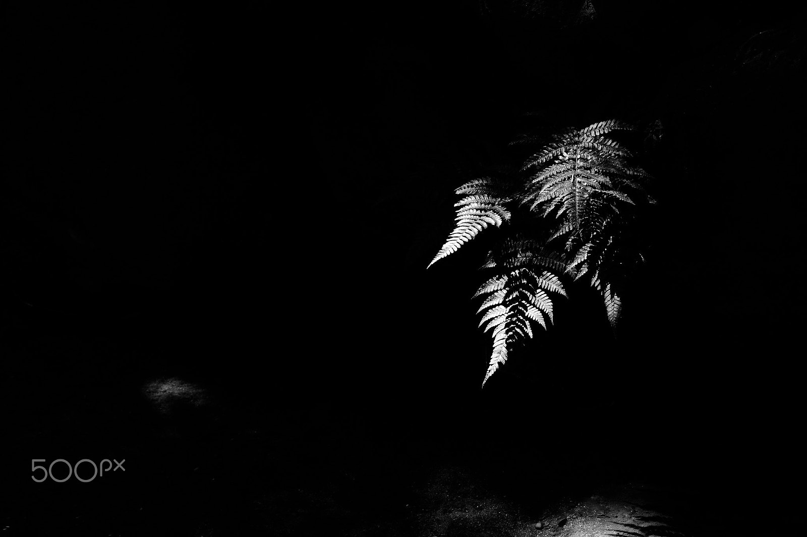 Nikon Df sample photo. Leaves photography