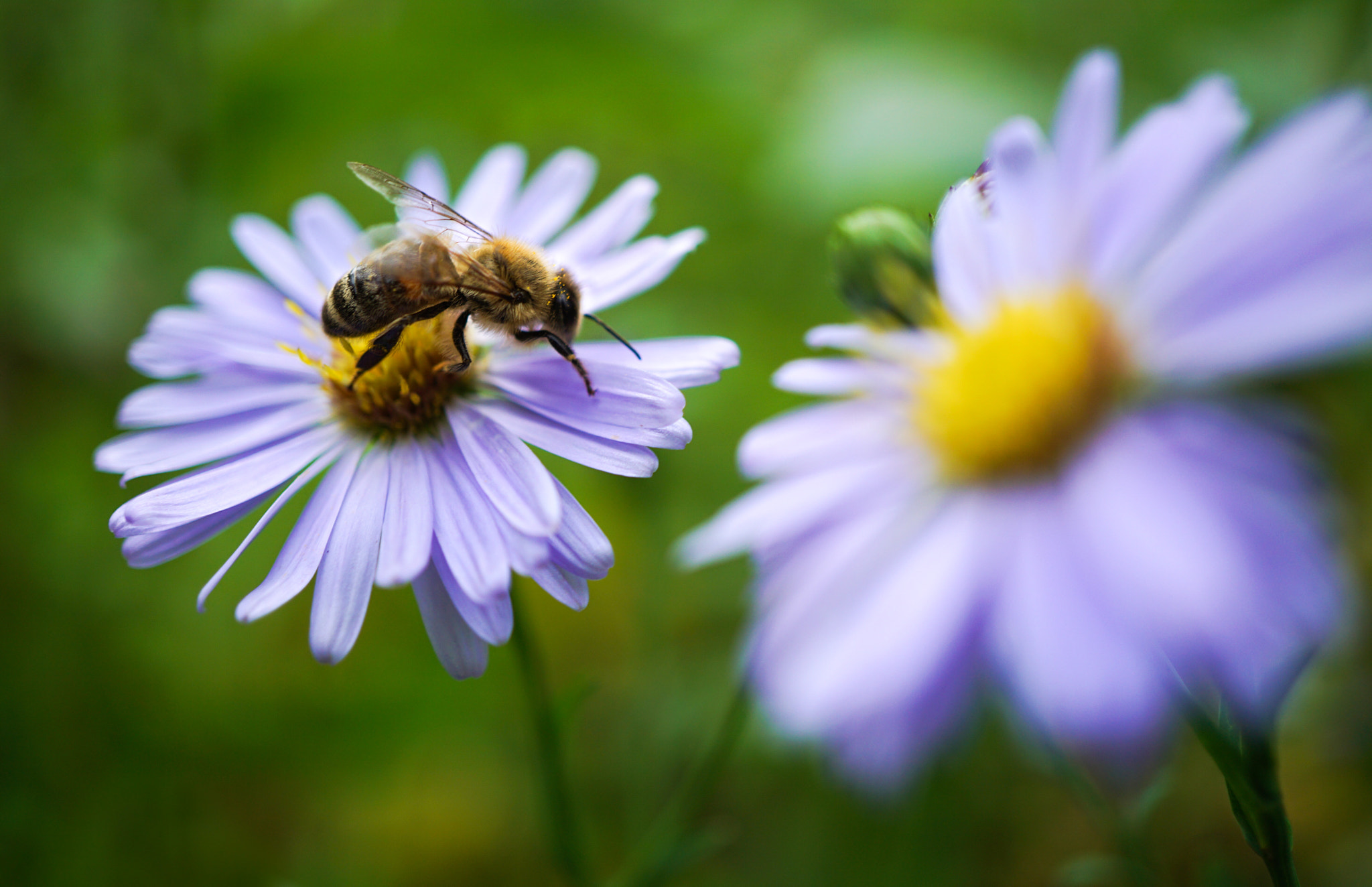 Sony a5100 + Sony E 30mm F3.5 Macro sample photo. Bee photography