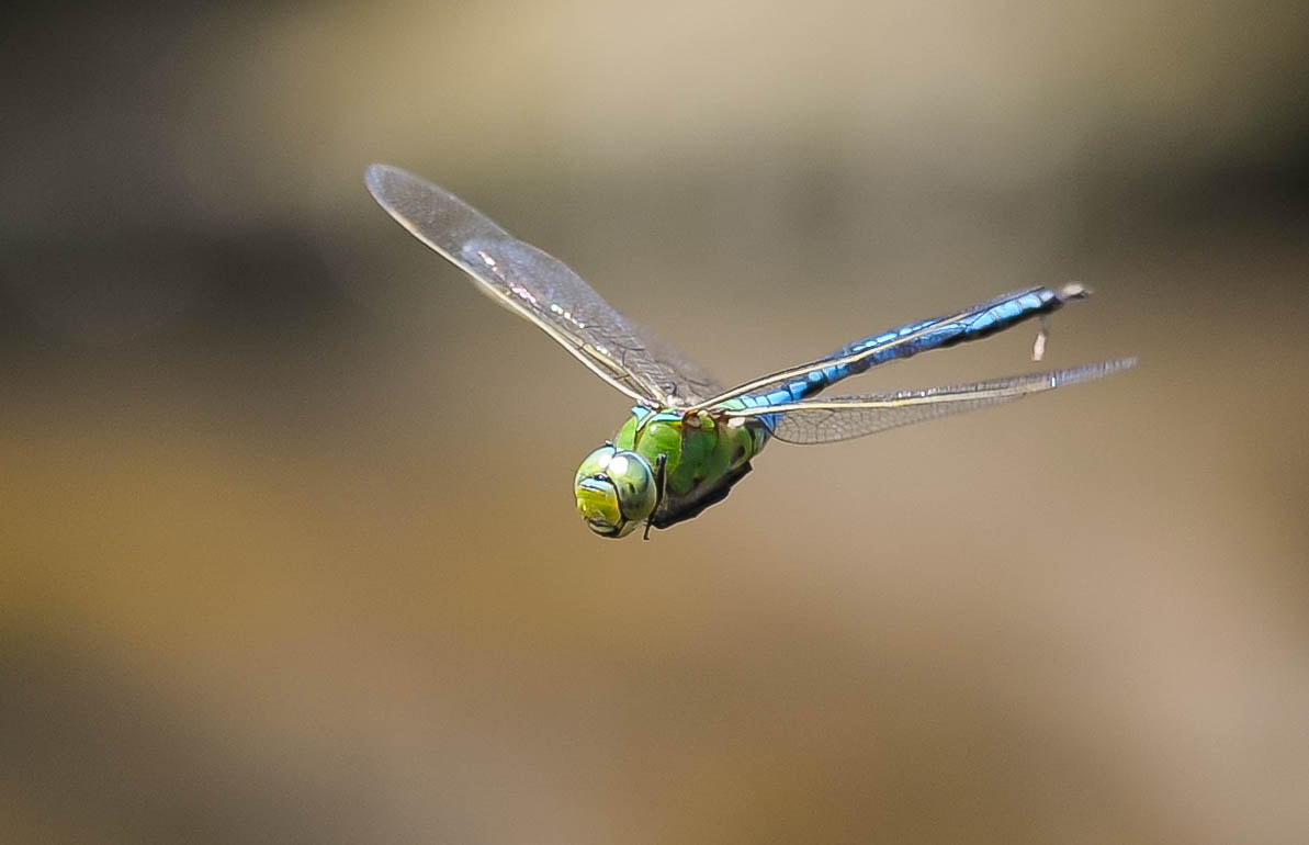 Nikon D700 + Nikon AF-S Nikkor 300mm F4D ED-IF sample photo. Dragonfly on the wing. photography