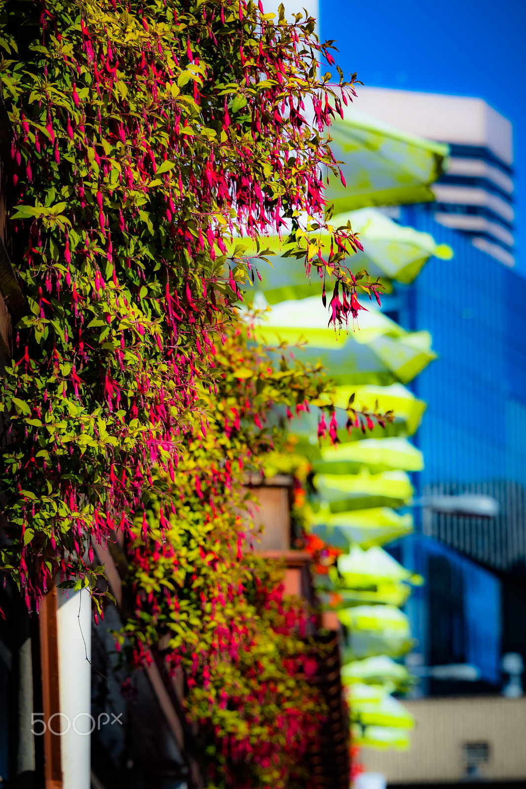 Nikon D500 sample photo. Fuchsias & umbrellas photography