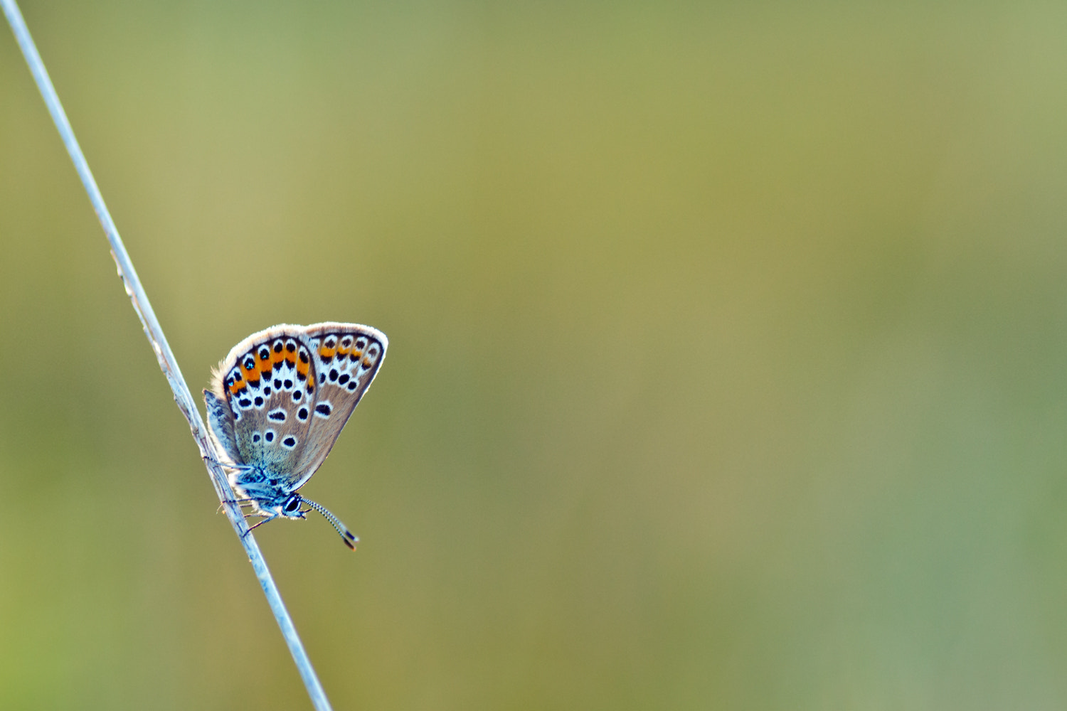 Nikon D300S sample photo. Blue photography