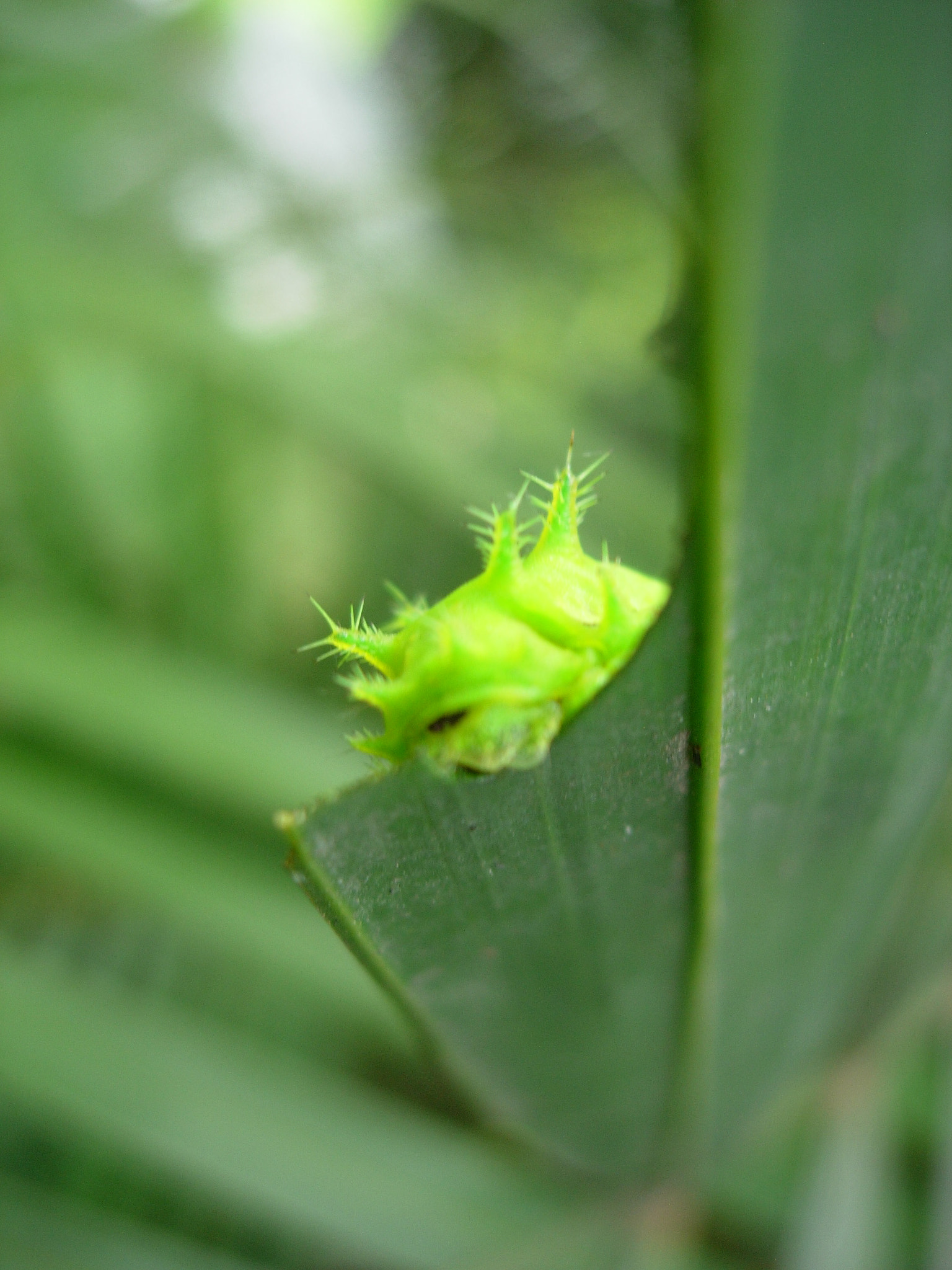Nikon E5200 sample photo. Oruga verde photography