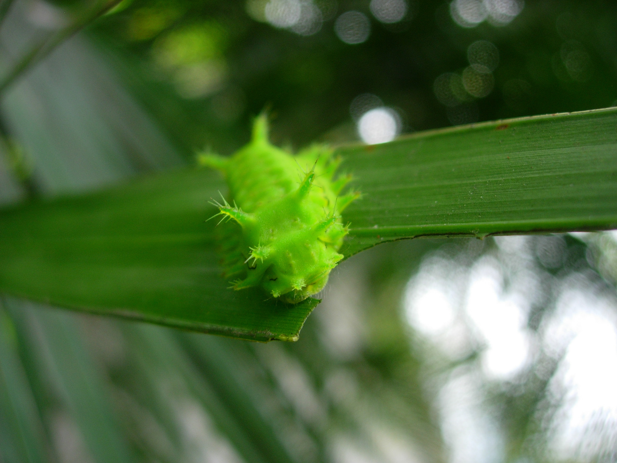 Nikon E5200 sample photo. Oruga verde photography