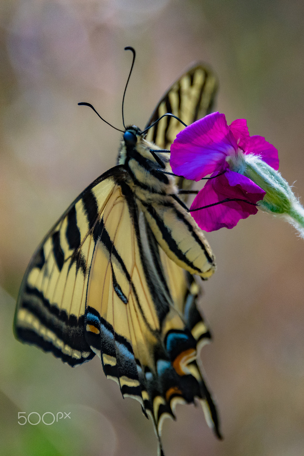 Nikon D500 + Nikon AF-S Nikkor 28-300mm F3.5-5.6G ED VR sample photo. Two-tailed swallowtail on flower photography
