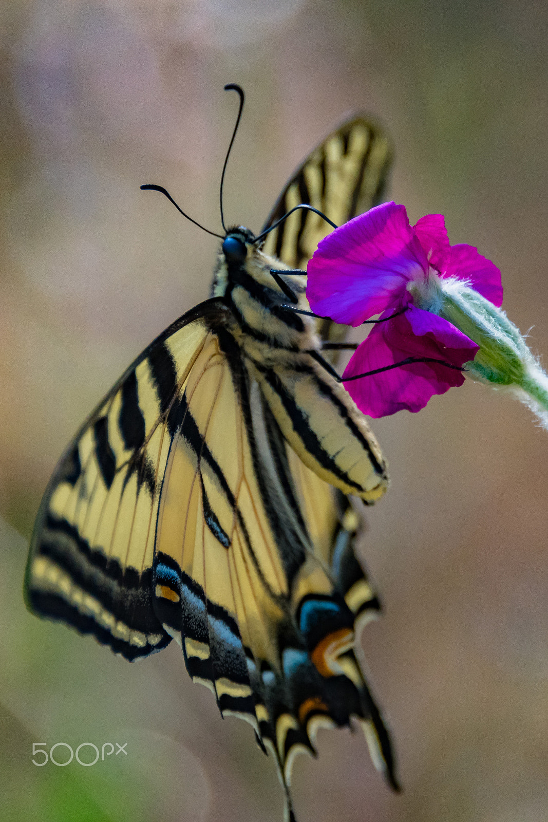 Nikon D500 sample photo. Two-tailed swallowtail on flower photography