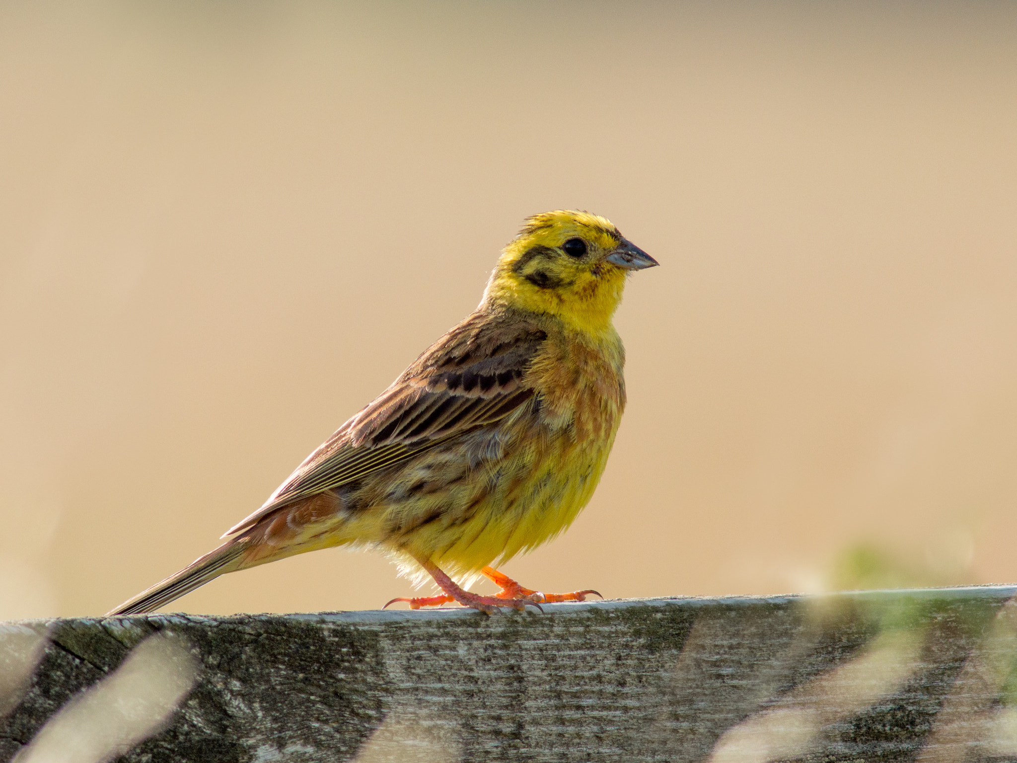 Olympus OM-D E-M1 sample photo. Yellowhammer photography