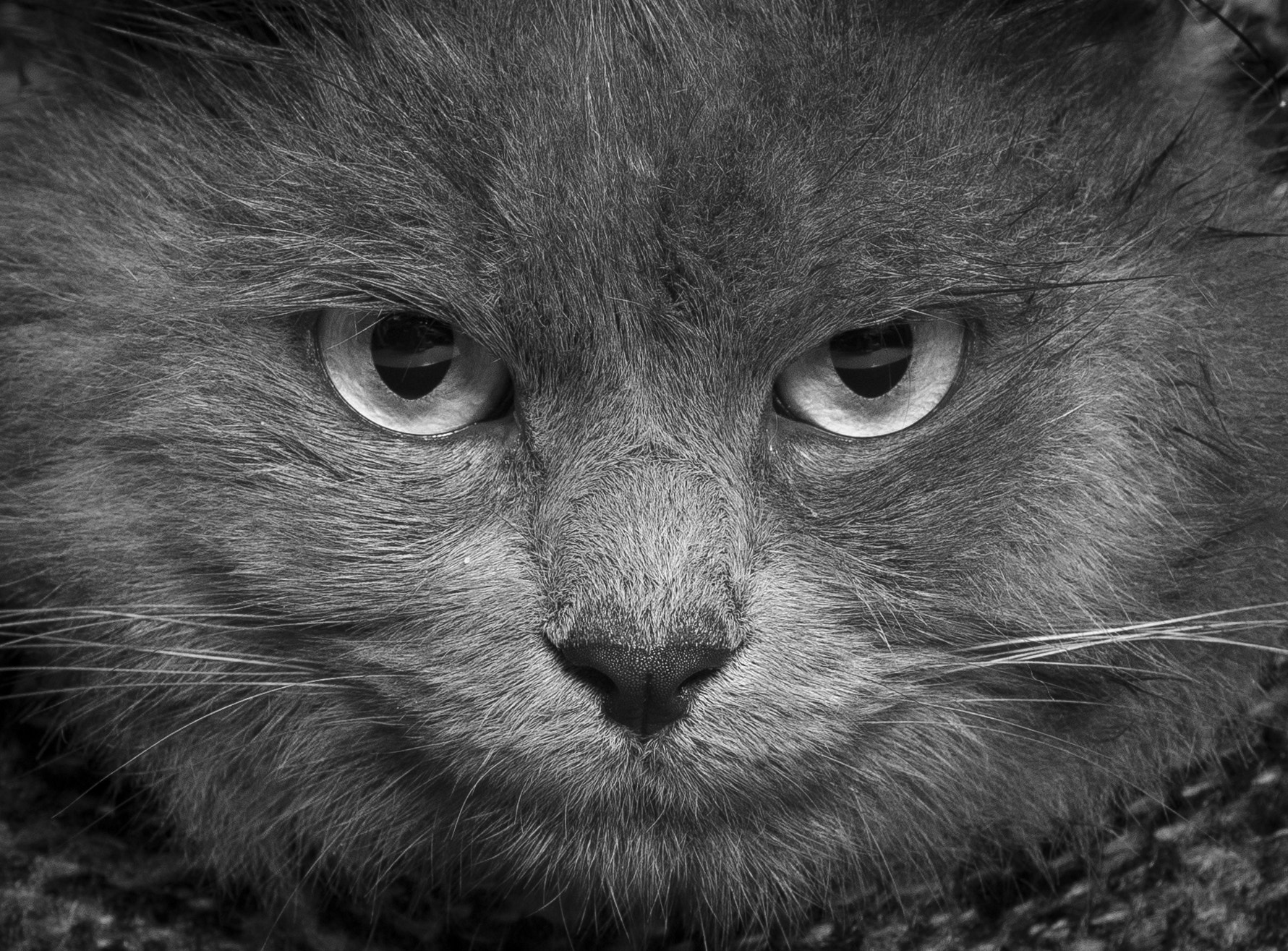 AF Nikkor 50mm f/1.8 sample photo. Baileys photography