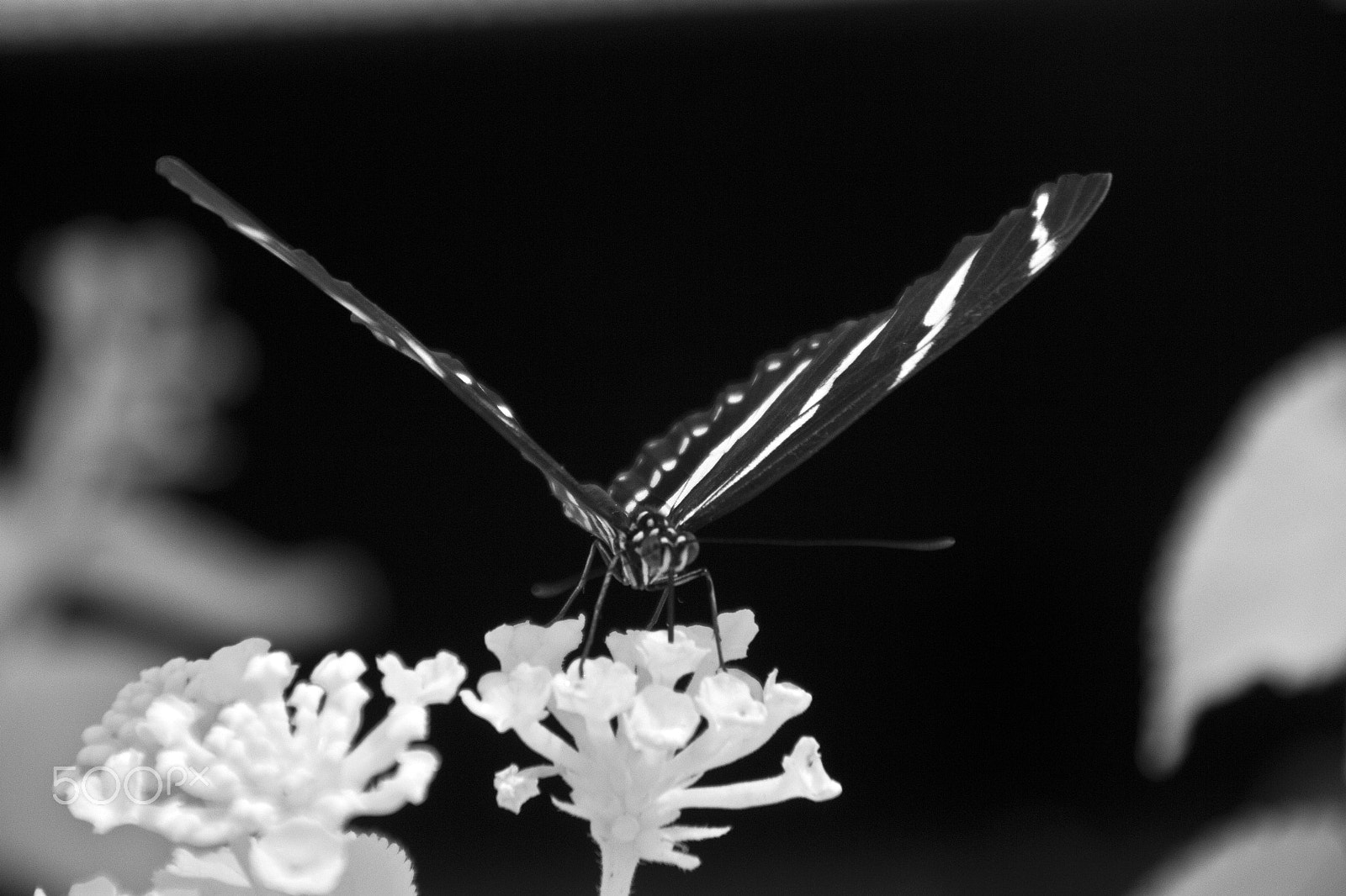 Canon EOS 600D (Rebel EOS T3i / EOS Kiss X5) + Tamron AF 18-250mm F3.5-6.3 Di II LD Aspherical (IF) Macro sample photo. Catalogue infrared hershey butterfly house black and white photography