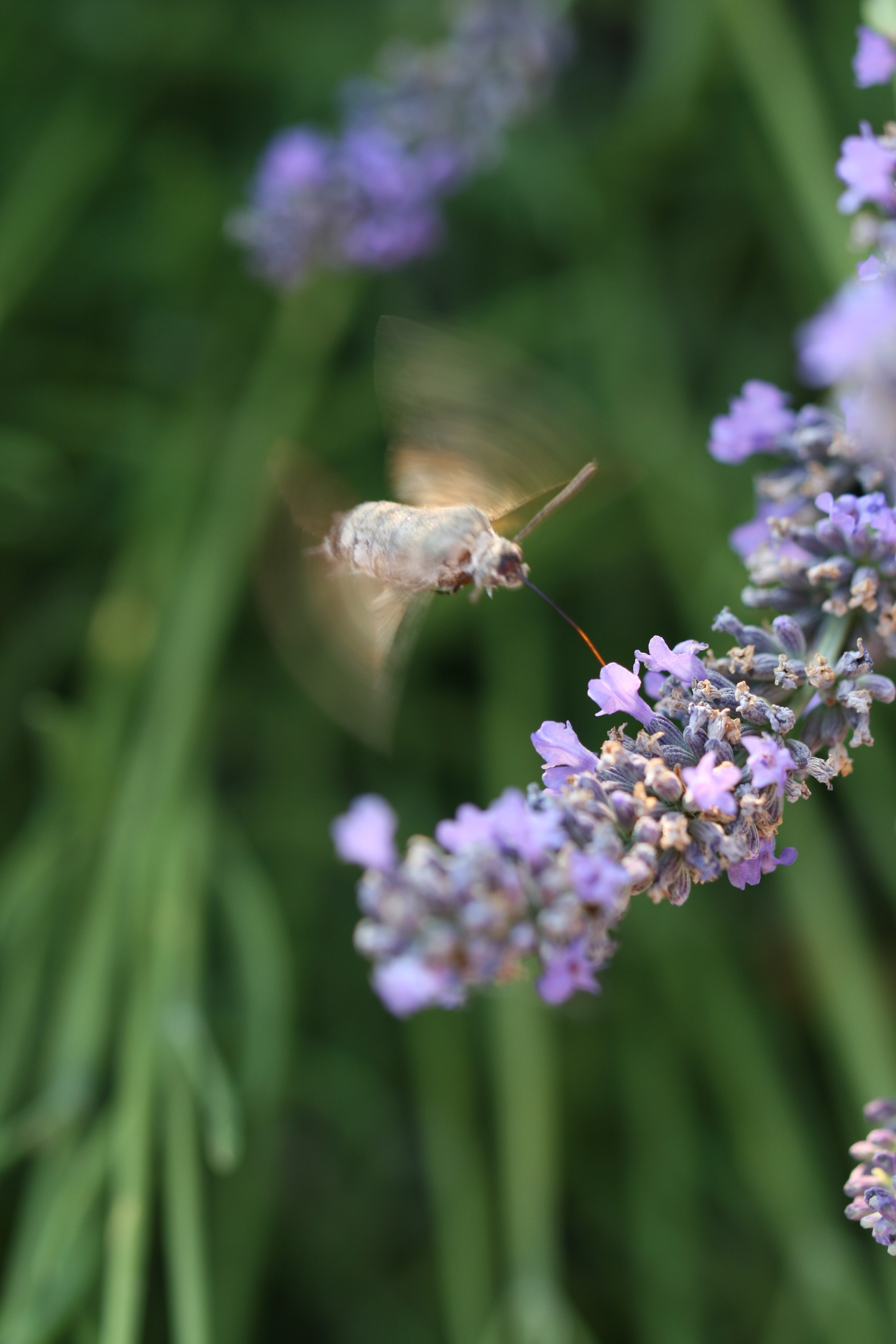 Canon EOS 400D (EOS Digital Rebel XTi / EOS Kiss Digital X) + Canon EF 100mm F2.8L Macro IS USM sample photo. Hummingbird hawk-moth in the lavender_macro photography