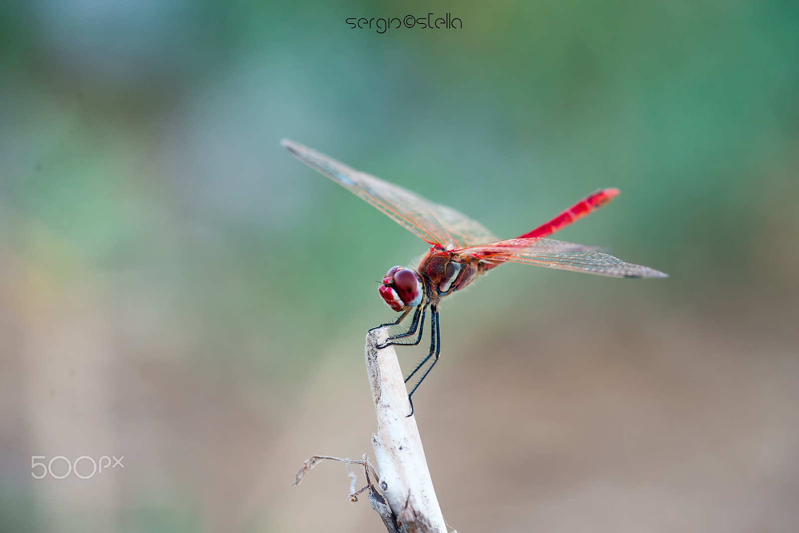 Sigma 150mm F2.8 EX DG Macro HSM sample photo. Red fonscolombii______ photography