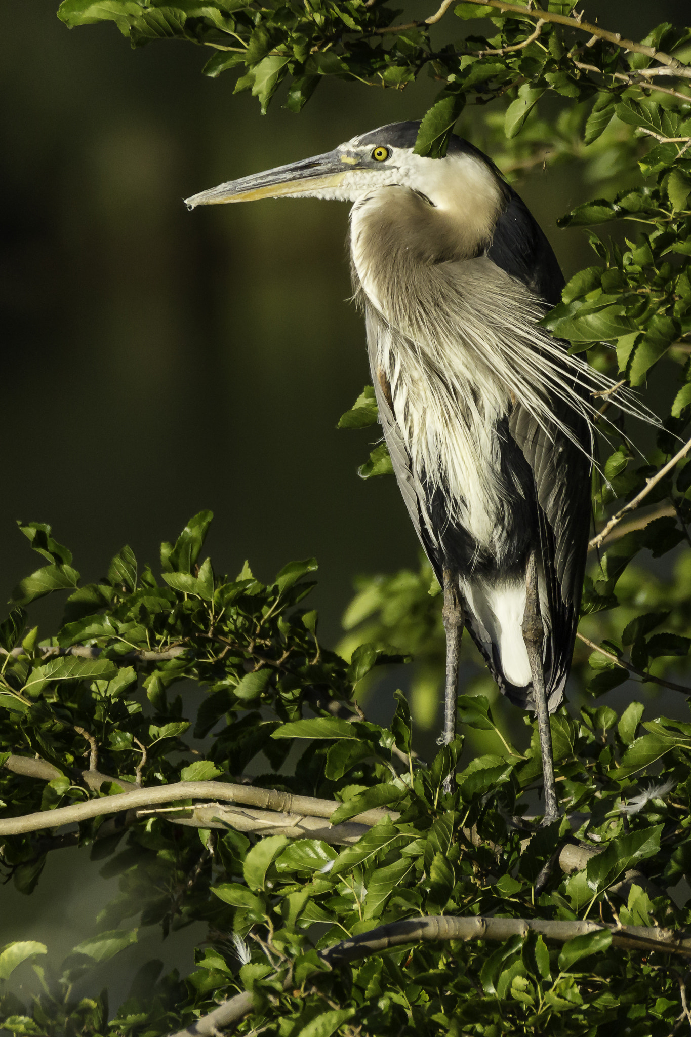150-600mm F5-6.3 DG OS HSM | Contemporary 015 sample photo. Great blue heron photography