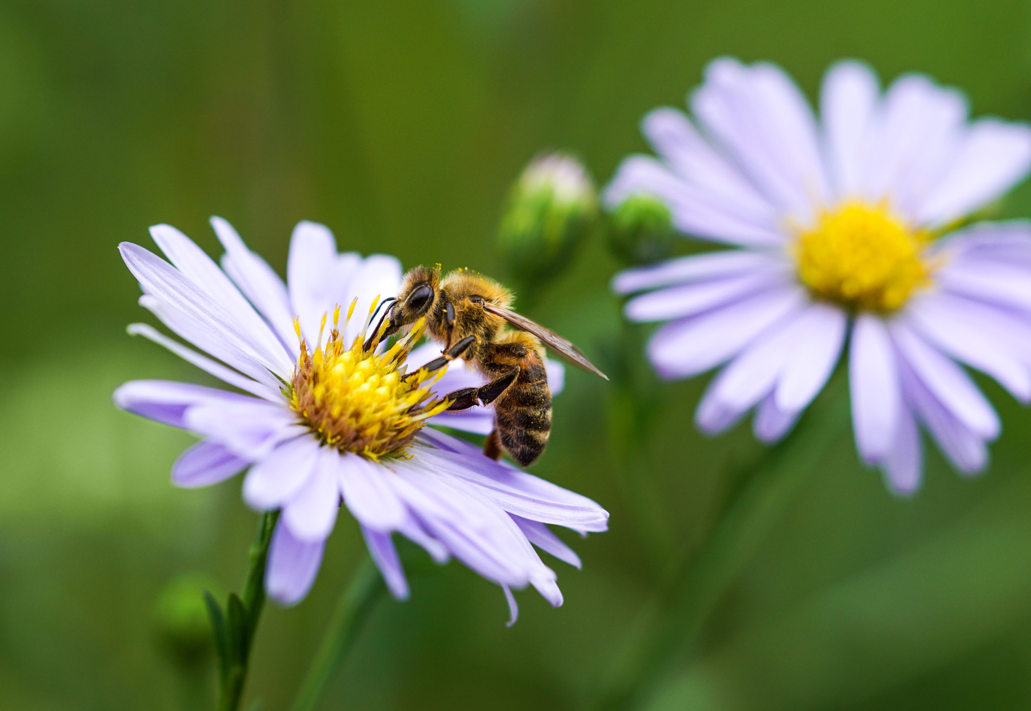 Sony a5100 + Sony FE 90mm F2.8 Macro G OSS sample photo. Bee photography