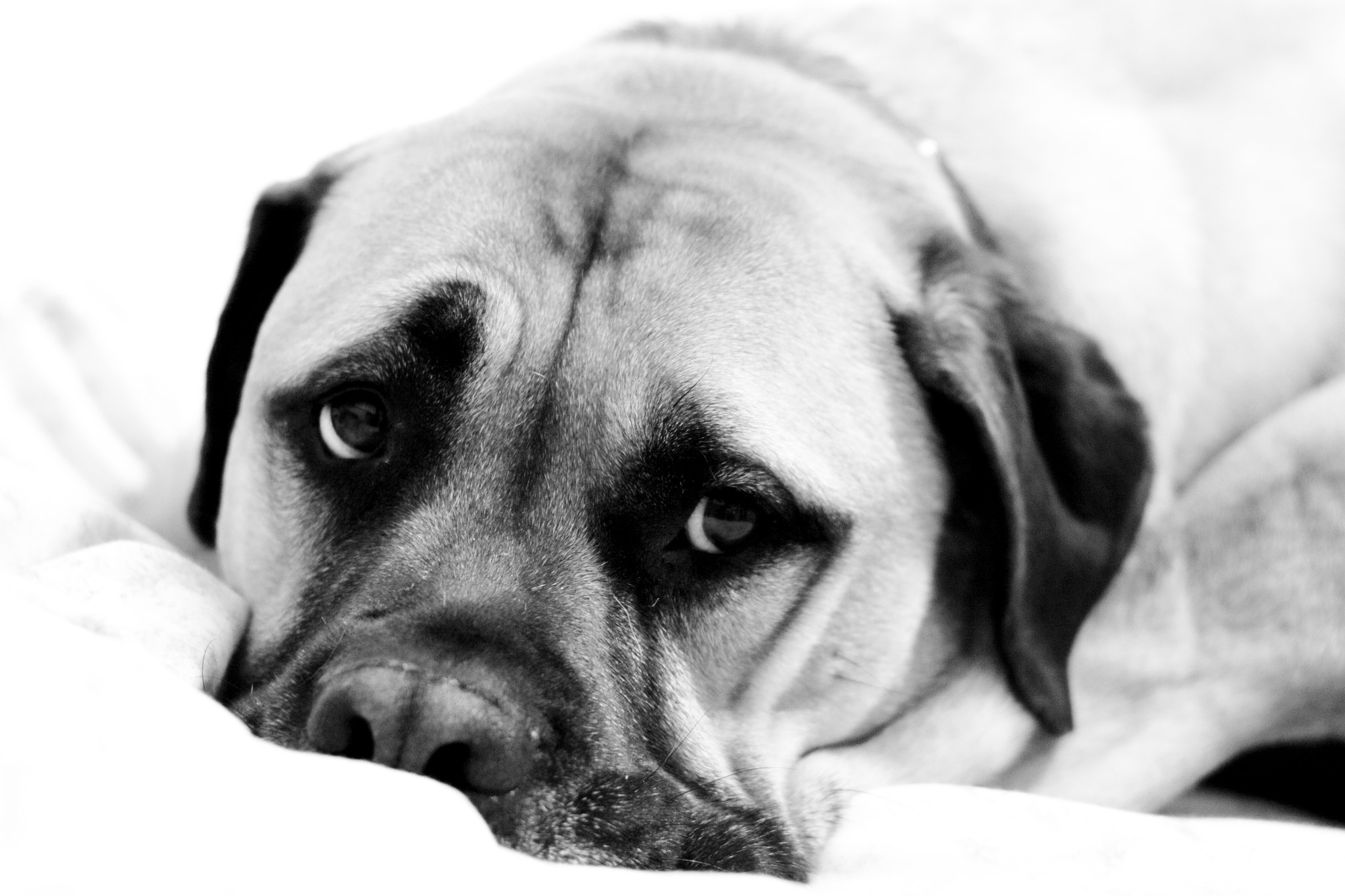 Canon EOS 1200D (EOS Rebel T5 / EOS Kiss X70 / EOS Hi) + Canon EF 50mm F1.8 II sample photo. Billy the bullmastiff photography