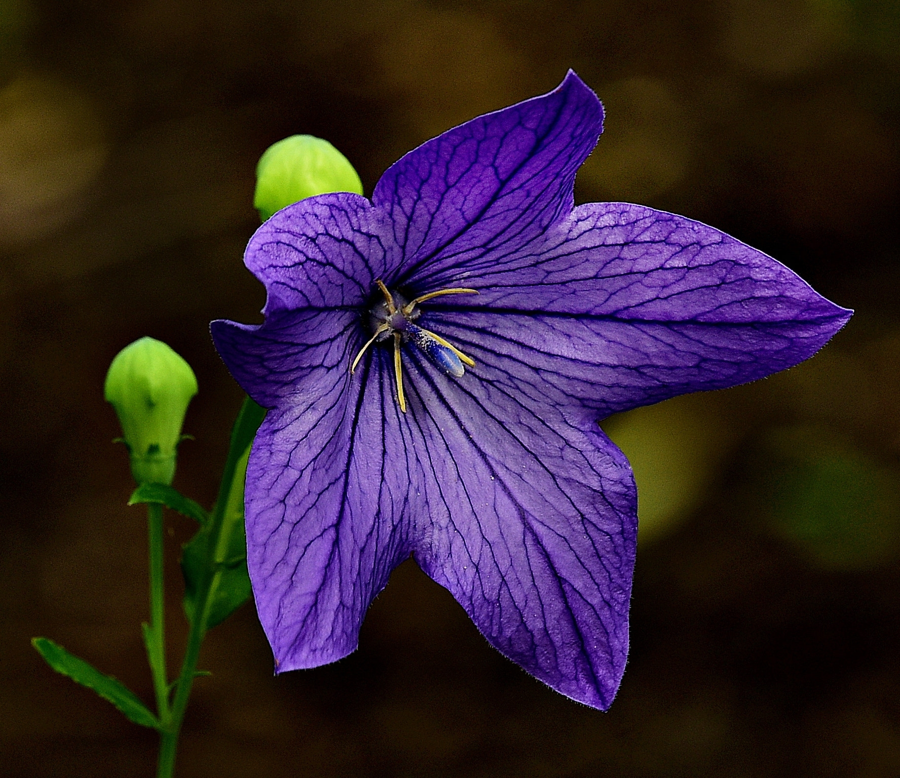 Tamron SP 70-200mm F2.8 Di VC USD sample photo. Blue bellflower photography
