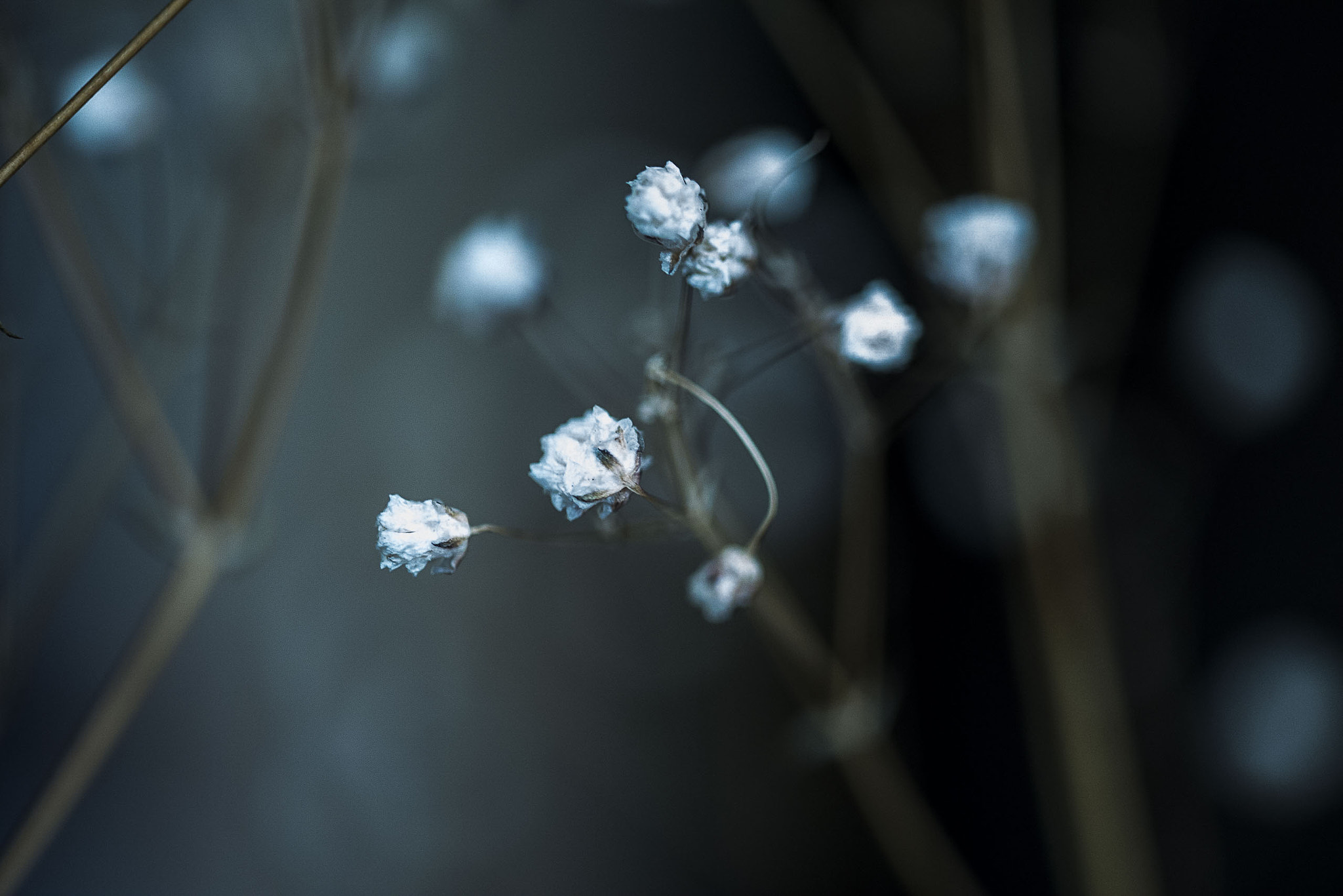 Sigma 105mm F2.8 EX DG OS HSM sample photo. Little flowers photography