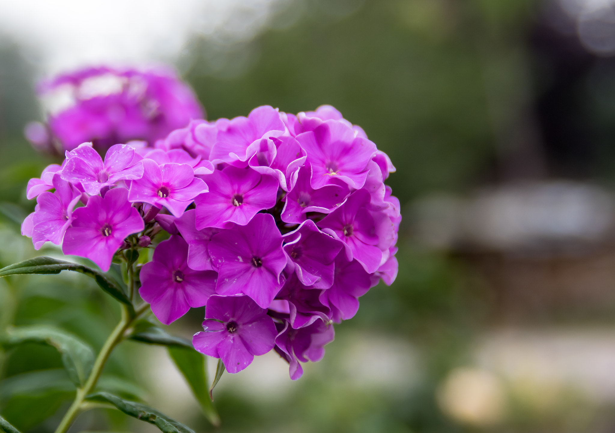 Pentax K-3 II sample photo. Imgp1072.jpg photography