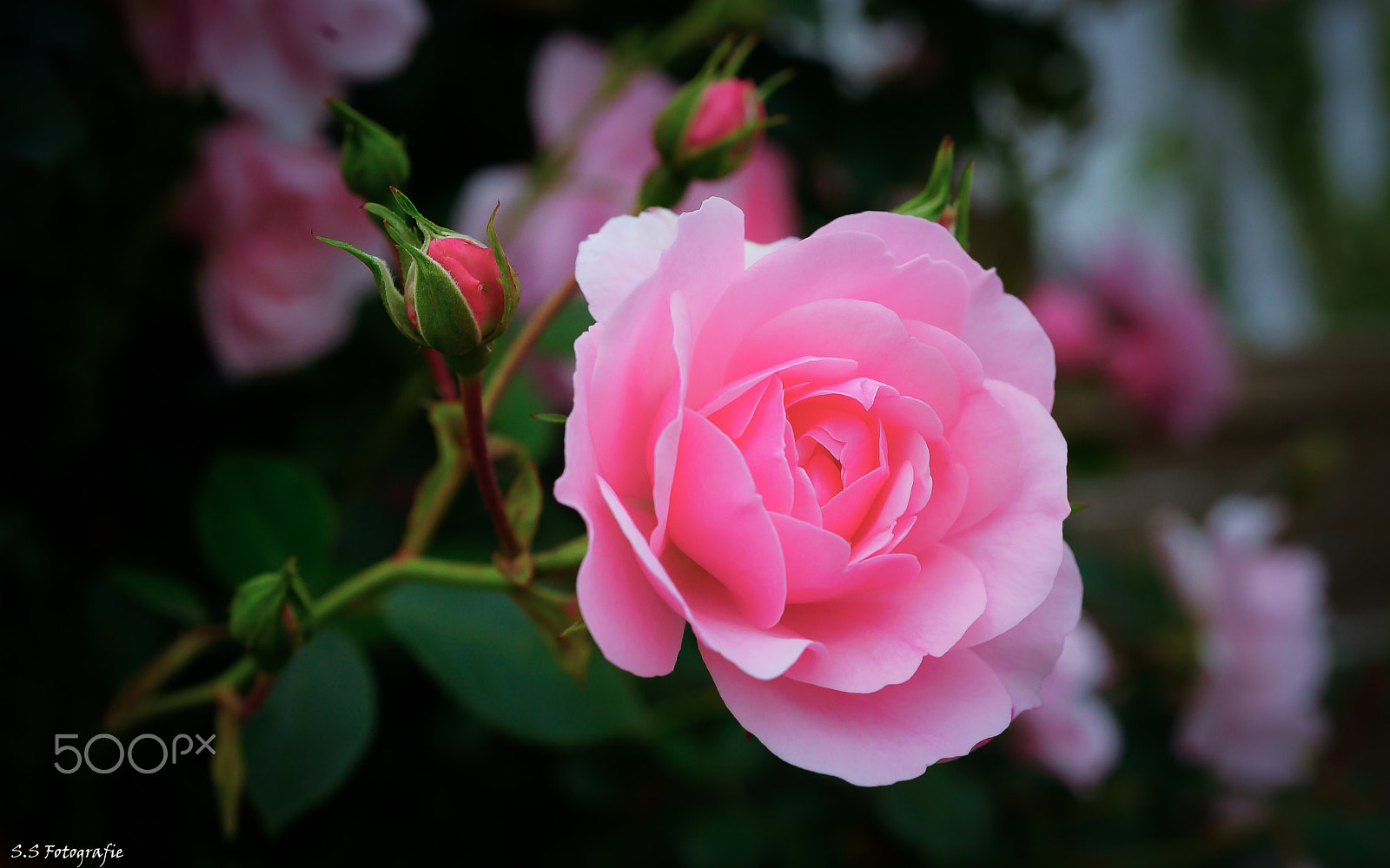 Sony 50mm F2.8 Macro sample photo. Rosenblüte photography