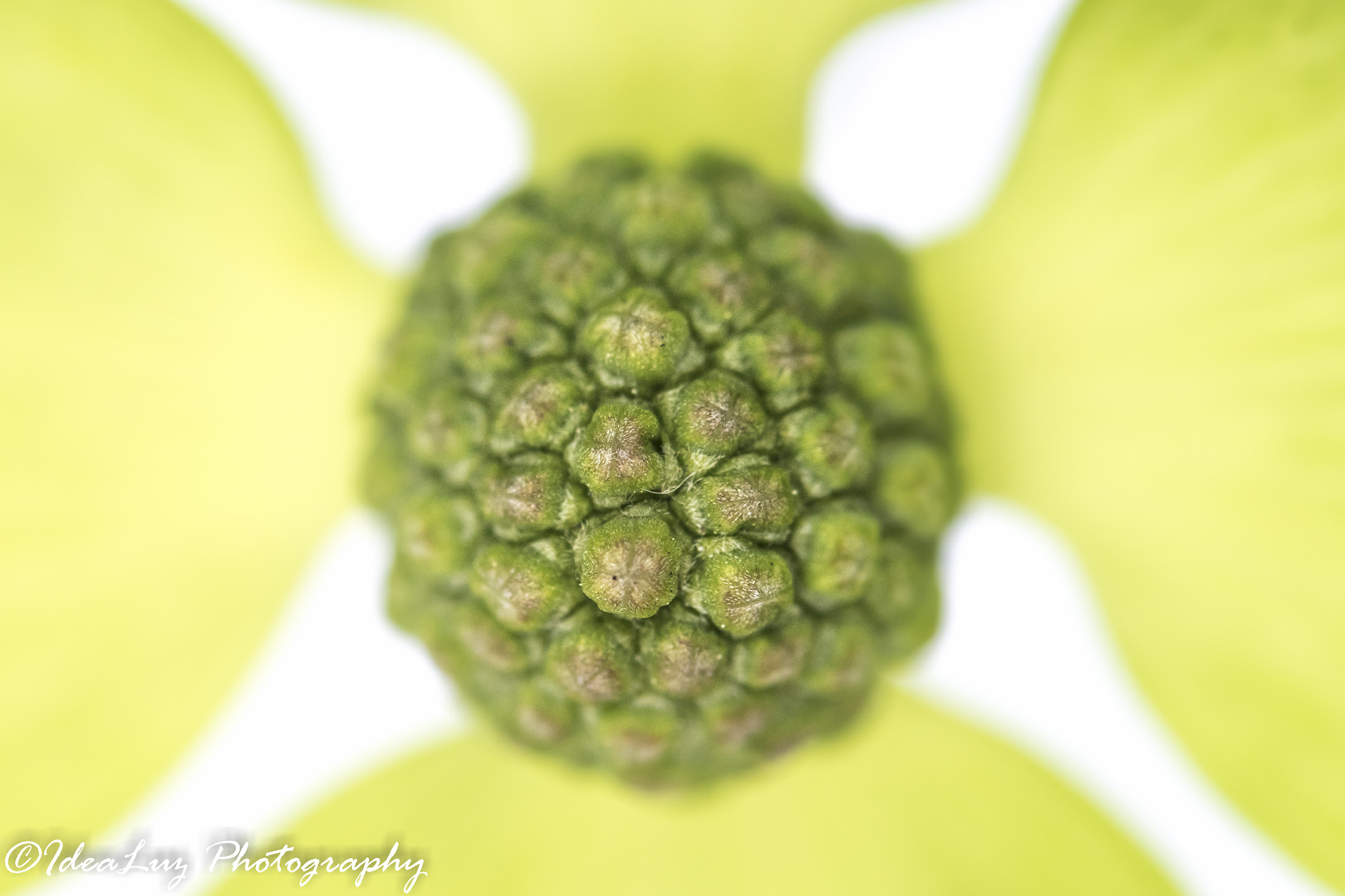 150mm F2.8 sample photo. That's the little things that counts photography
