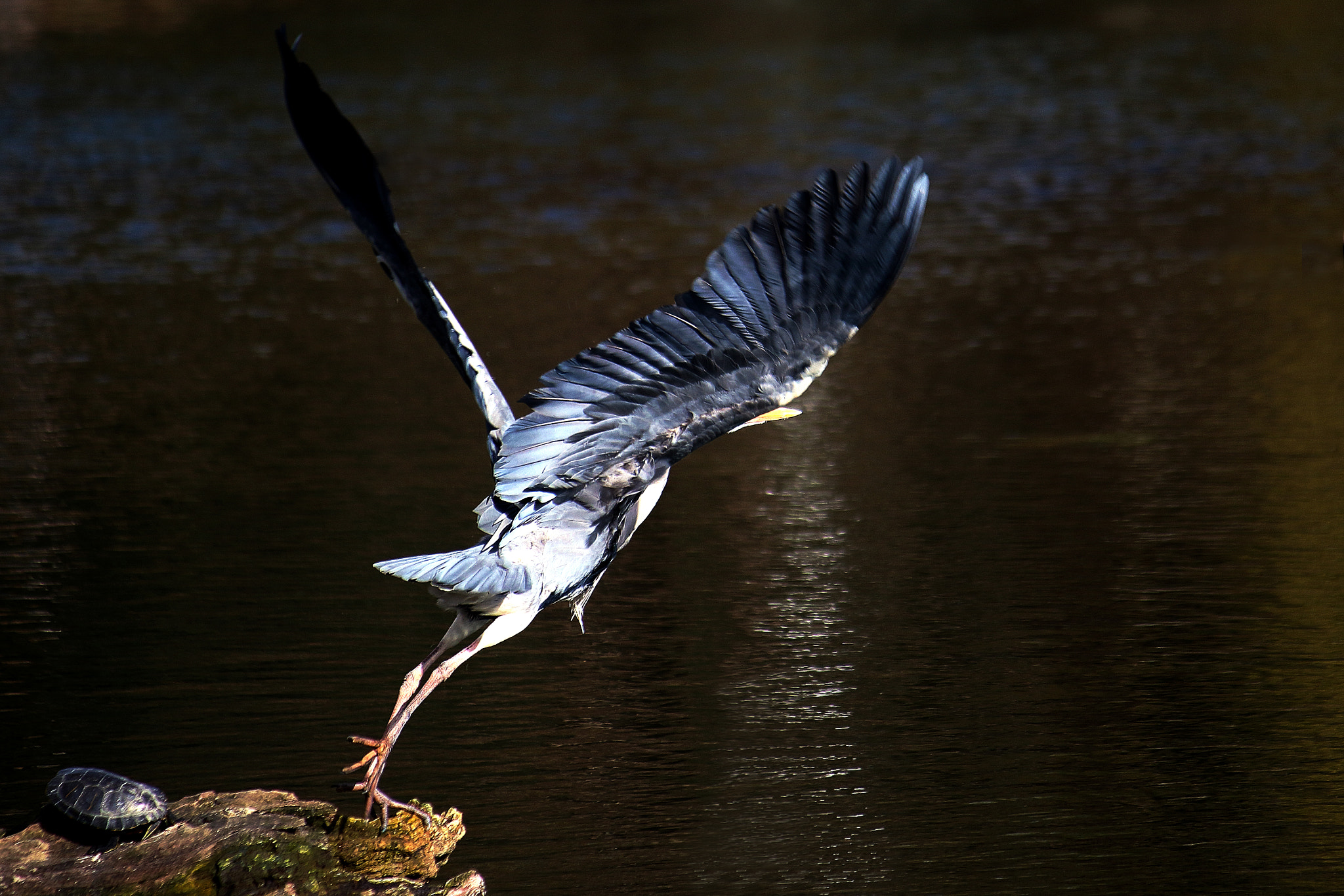 Canon EF-S 55-250mm F4-5.6 IS sample photo. Take off photography
