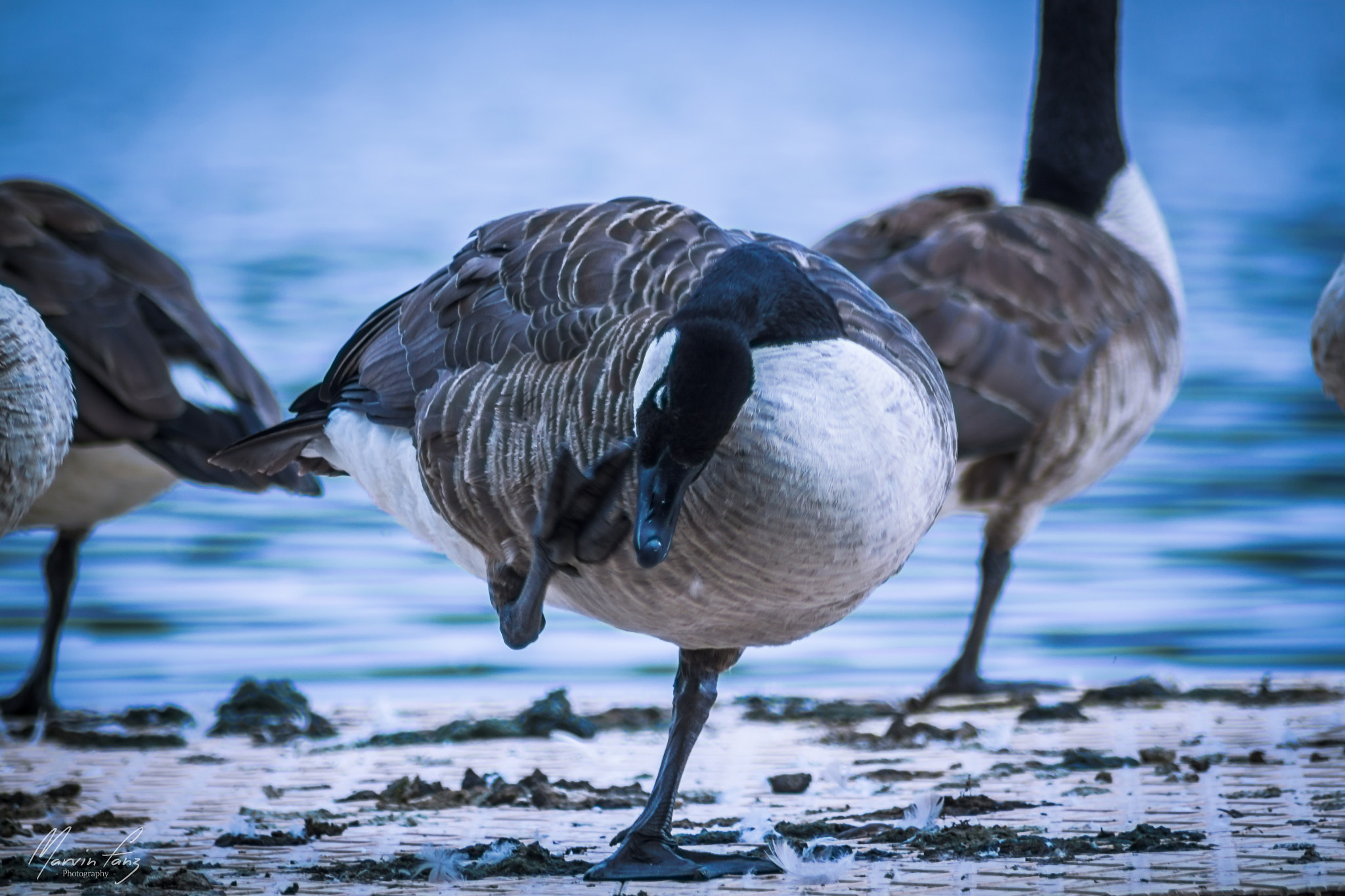 Canon EOS 500D (EOS Rebel T1i / EOS Kiss X3) sample photo. Goose at the lake photography