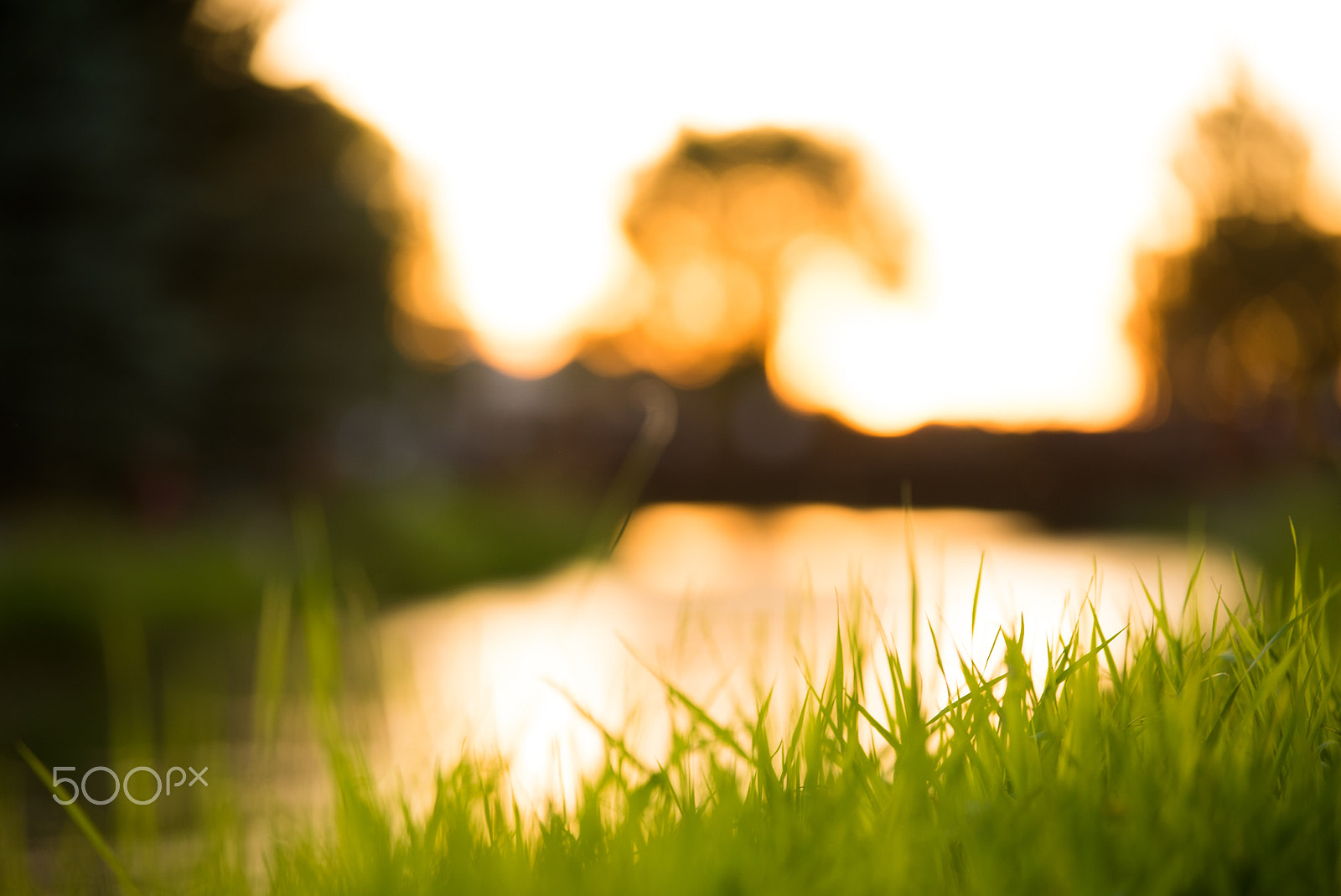 Sony a7S II + Sony 70-400mm F4-5.6 G SSM sample photo. River grass photography