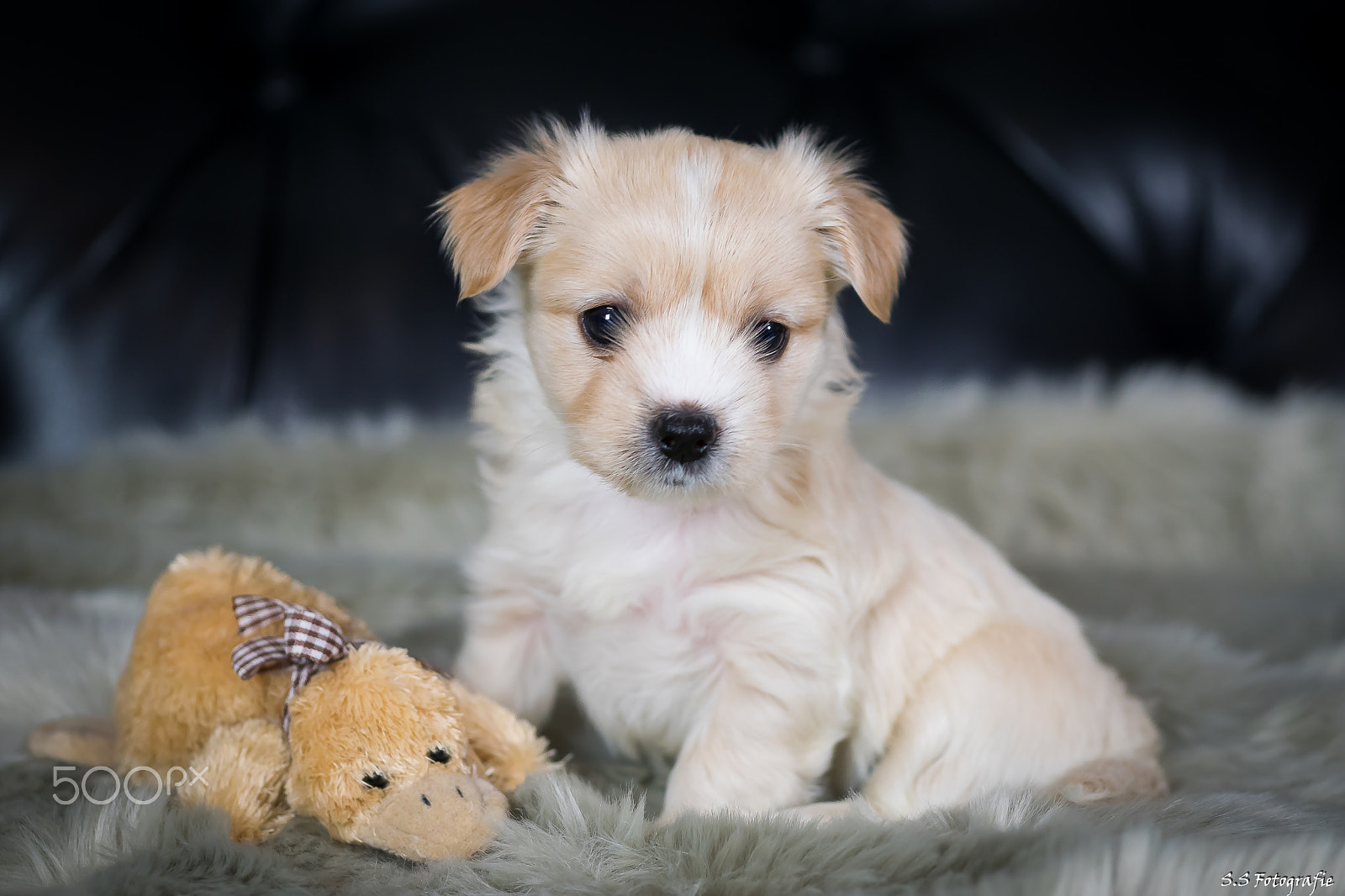 Sony ILCA-77M2 + Sony 50mm F2.8 Macro sample photo. Golddust yorshire terrier welpe photography
