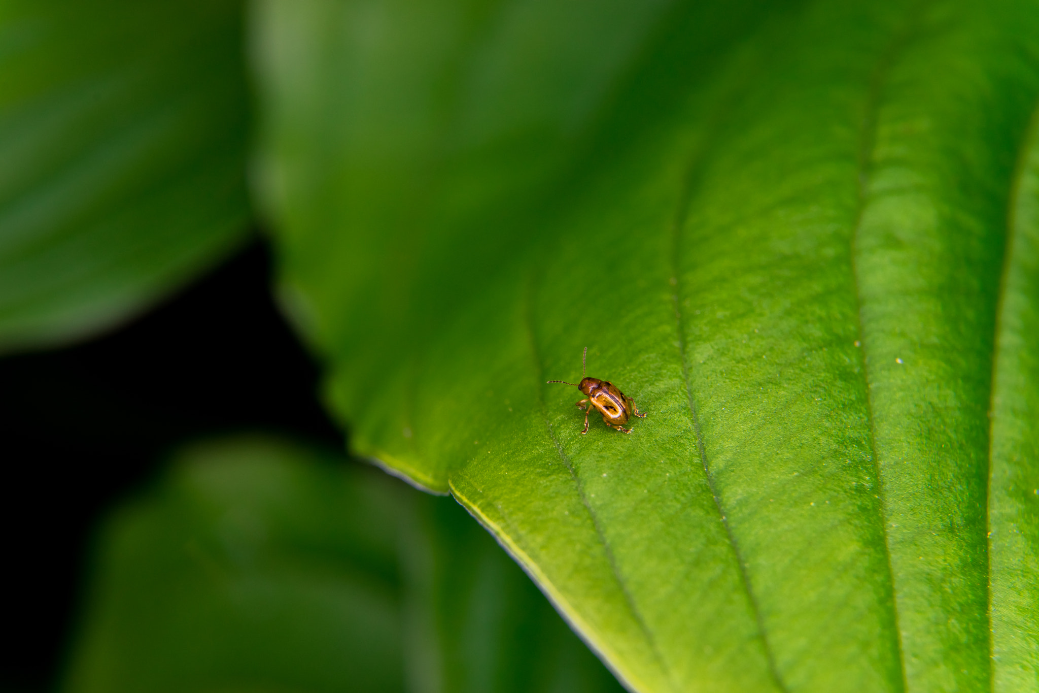 Sony a7 + Tamron SP 24-70mm F2.8 Di VC USD sample photo. Lost in green photography